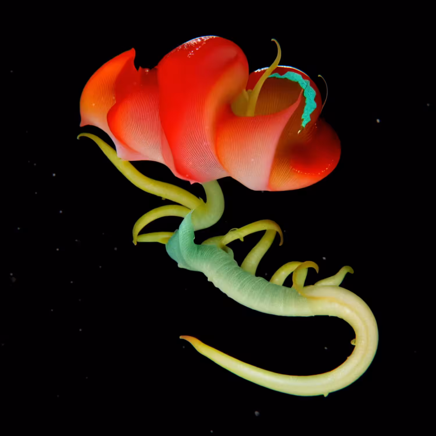 Ater Spira
