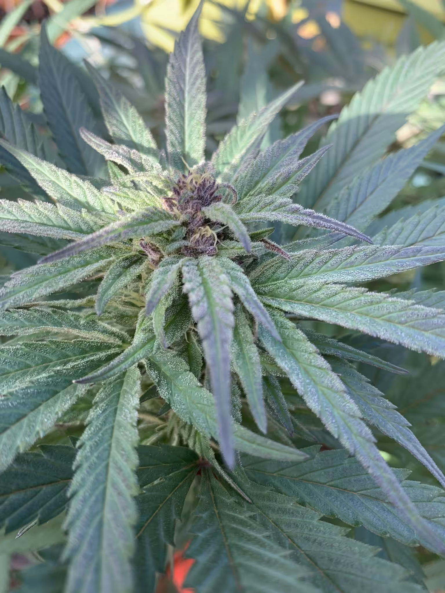 Purplestickyicky 