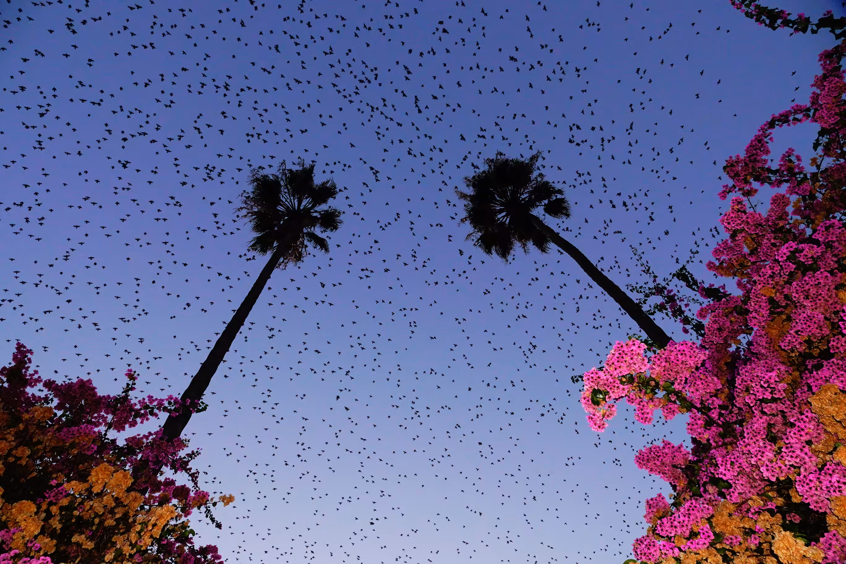 Murmurations 3