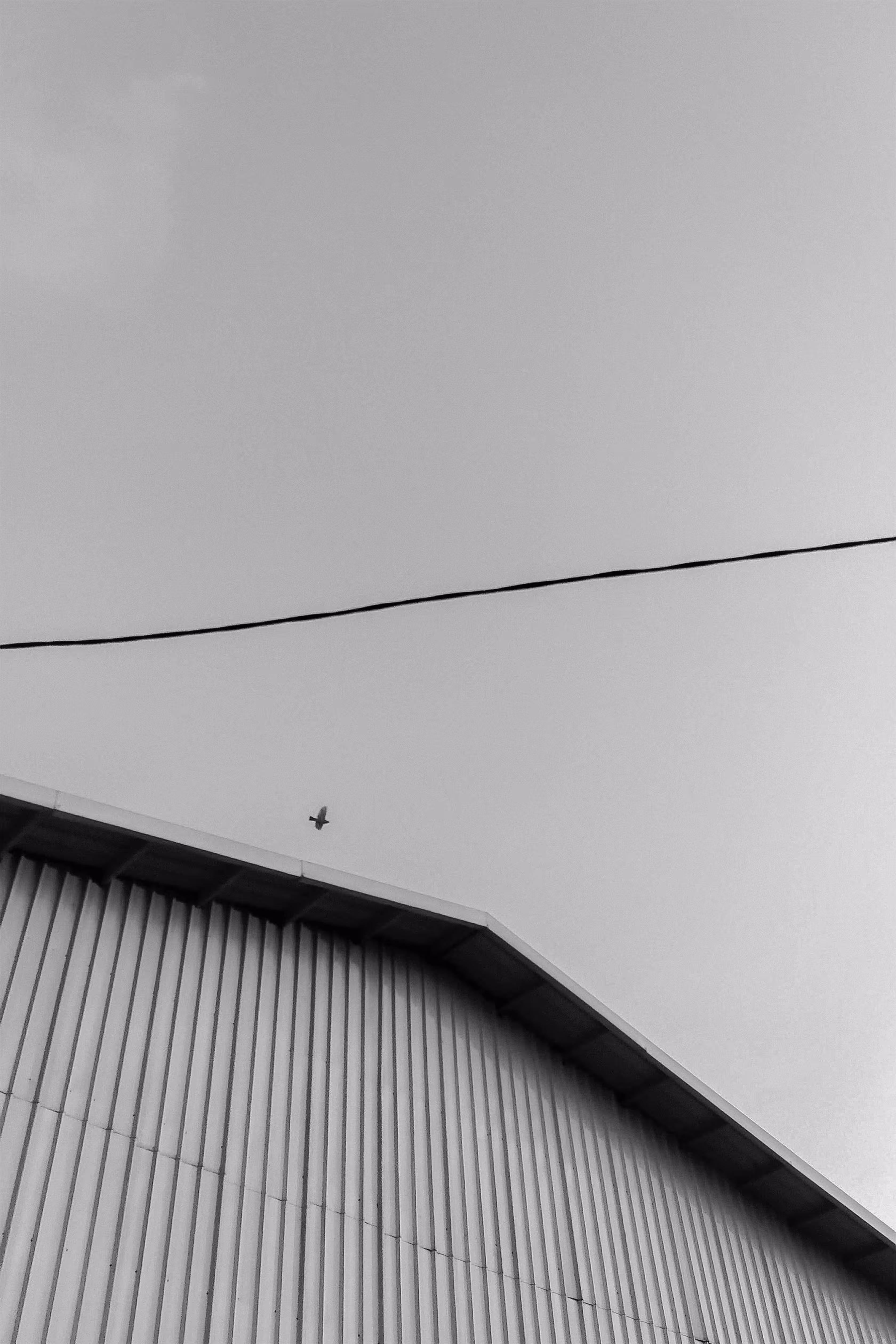 Bird in the line
