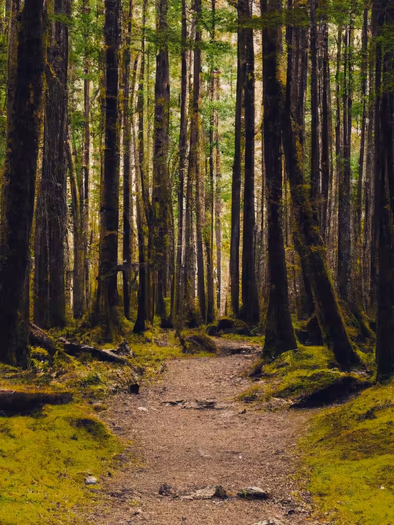 AI Photography: Mossy Forest Trail
