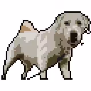 MustLoveDogs #1/222 - Akbash