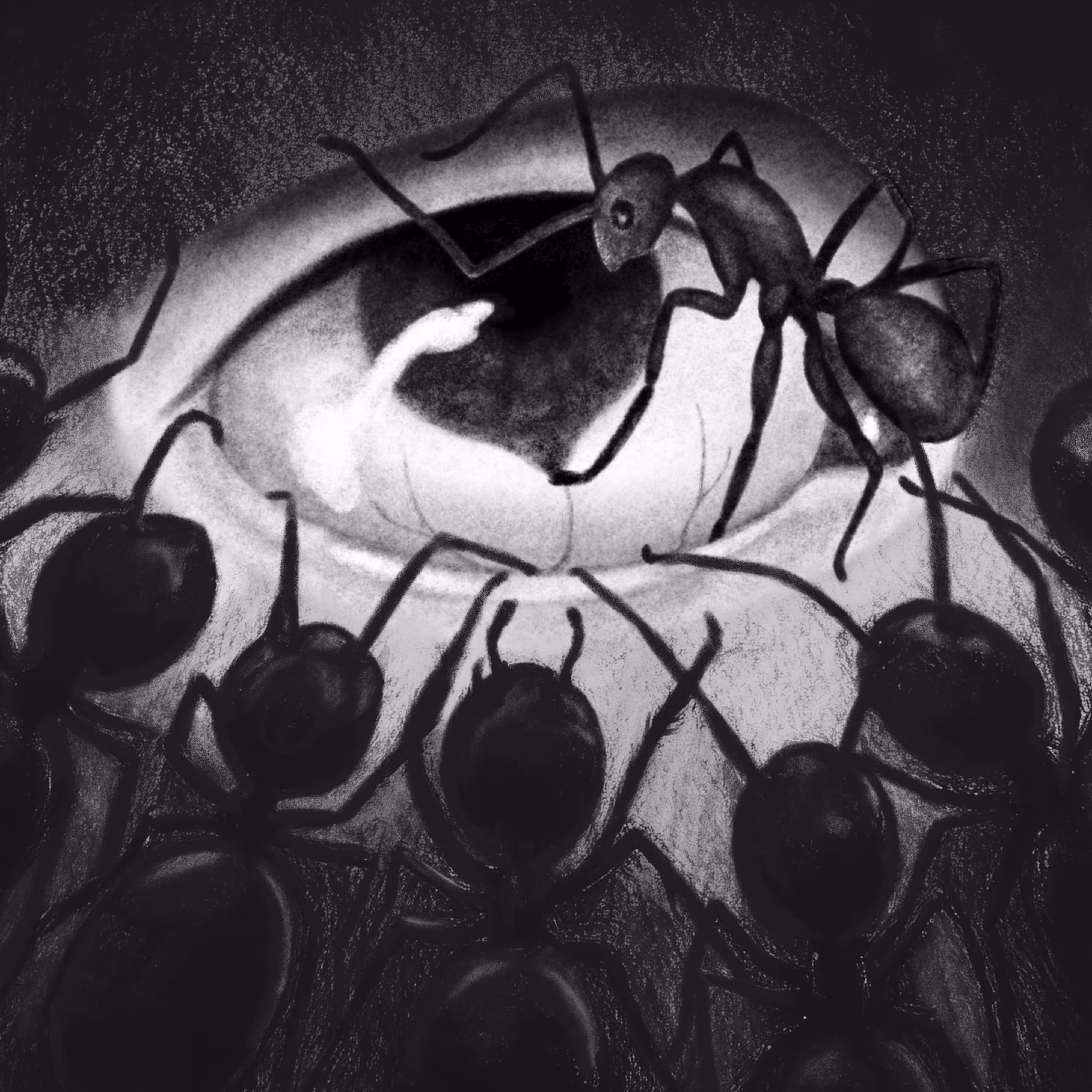 Ants 