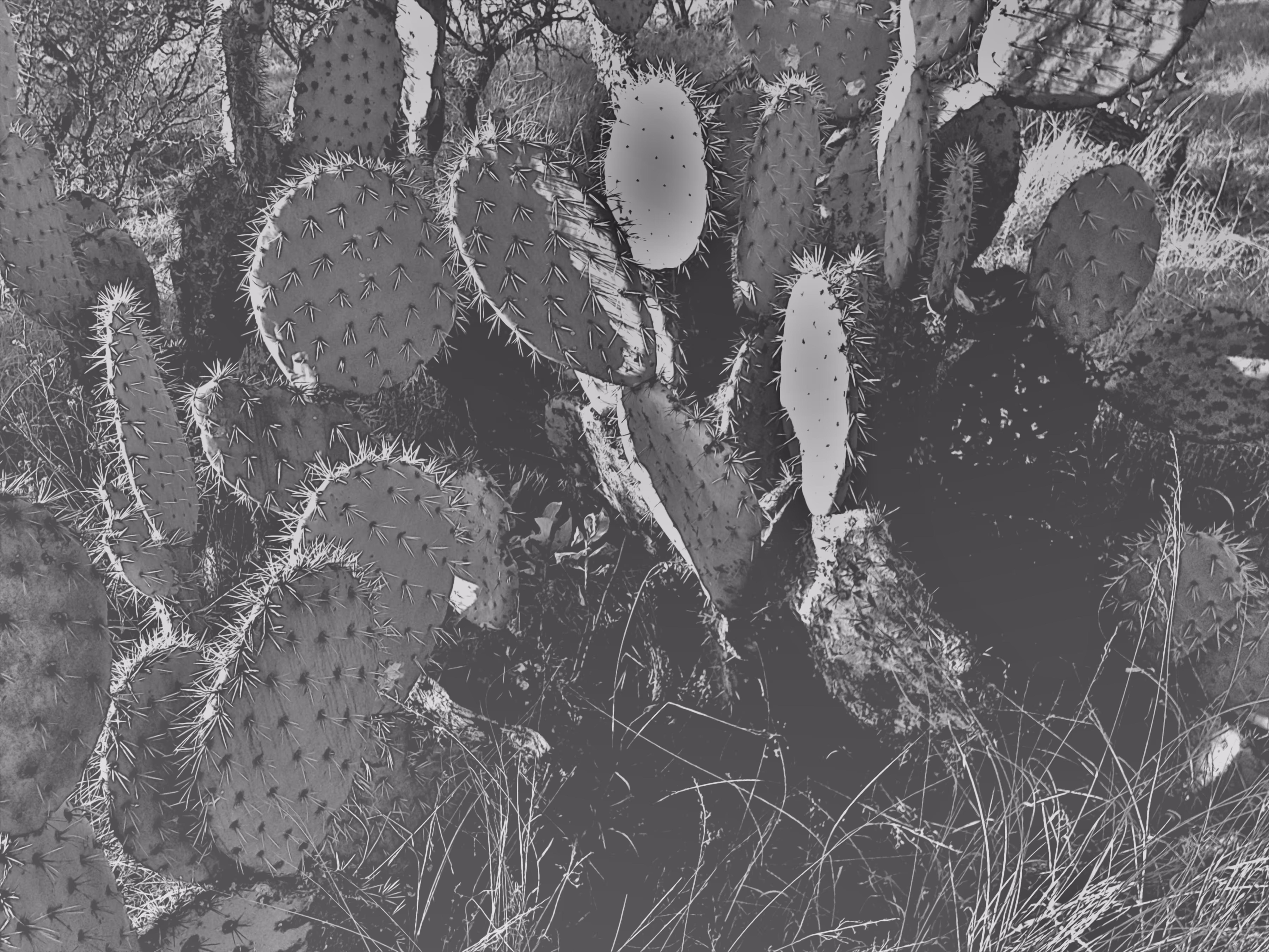 Cacti Thunder 