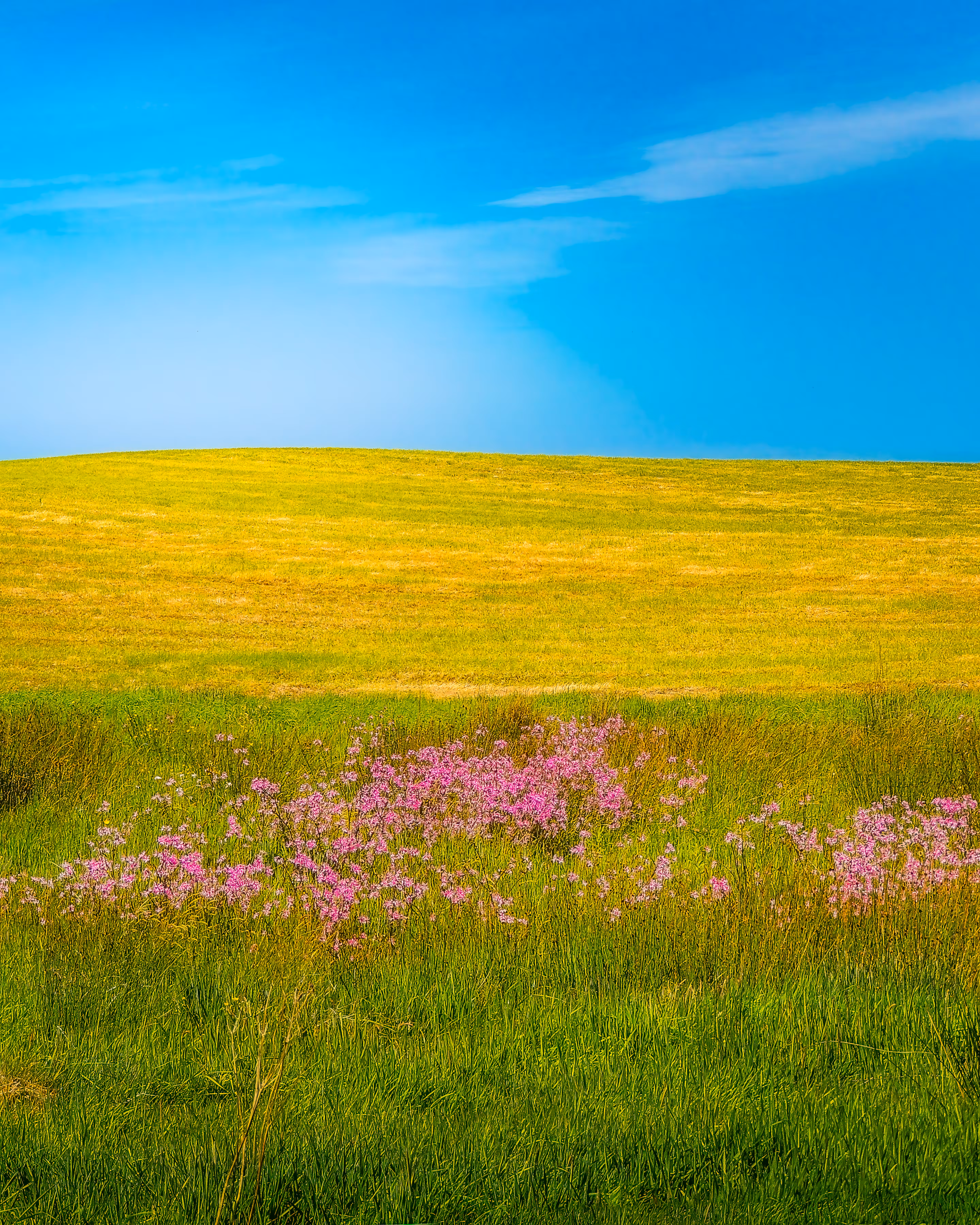 Ragged Robin Meadow