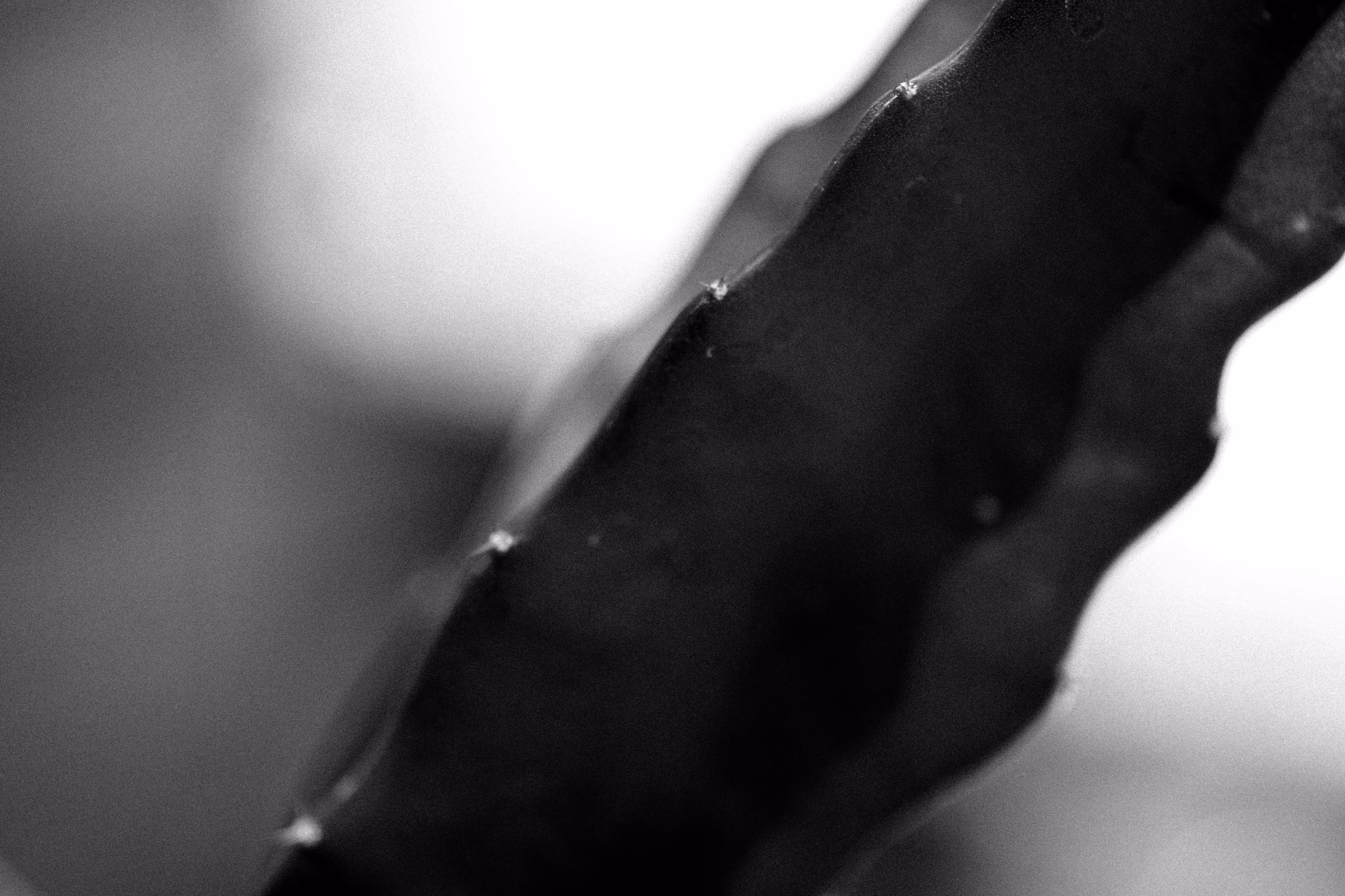 flora 3