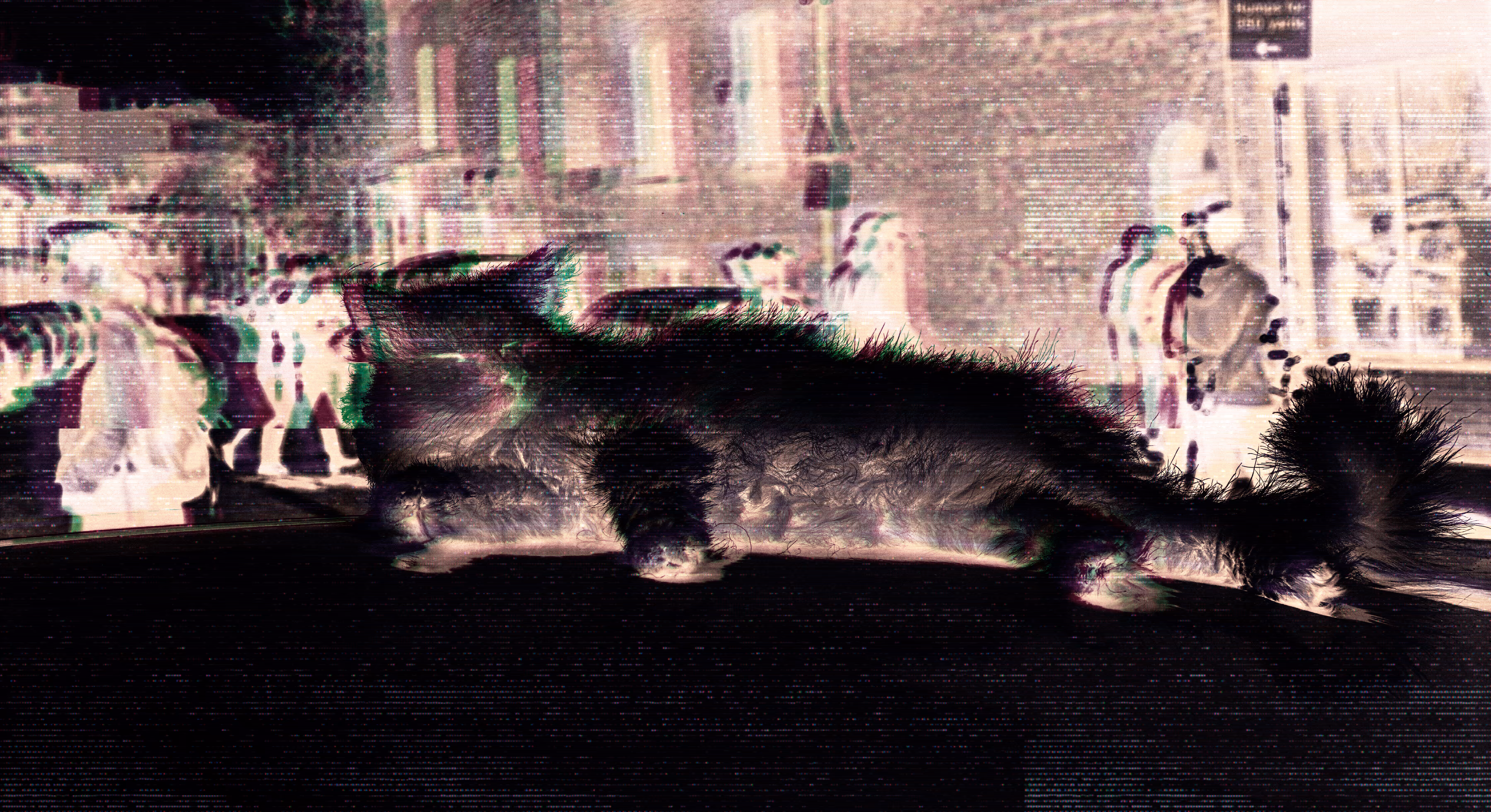 Glitch Cat