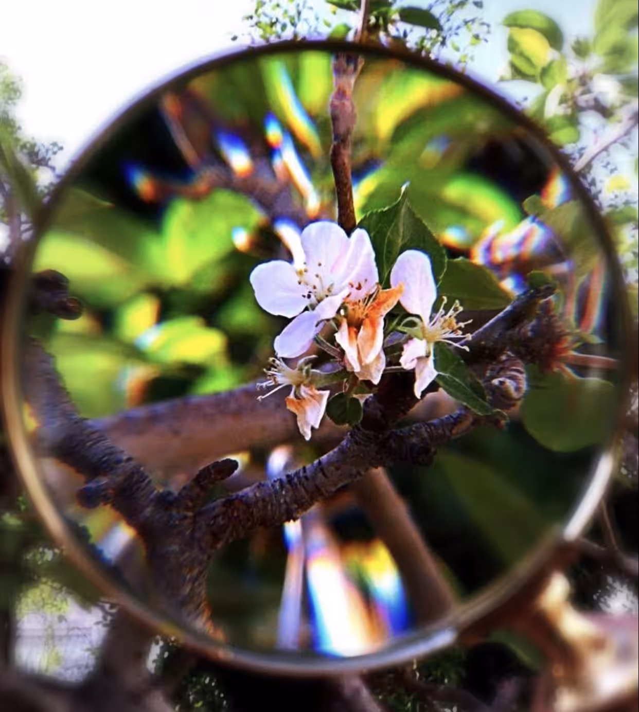 Nature Seen Through a Lens 