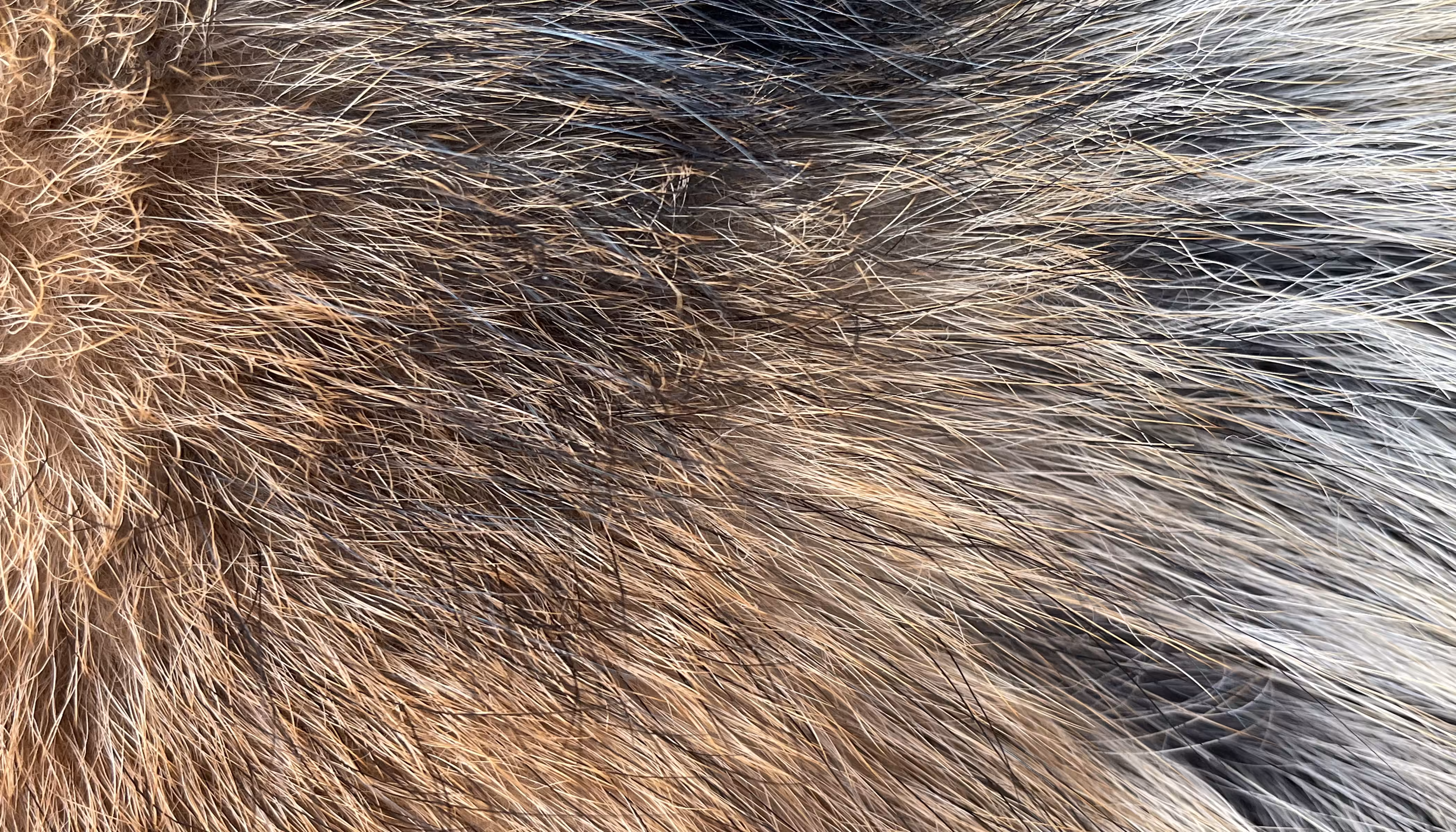 The Furs of Bella #3