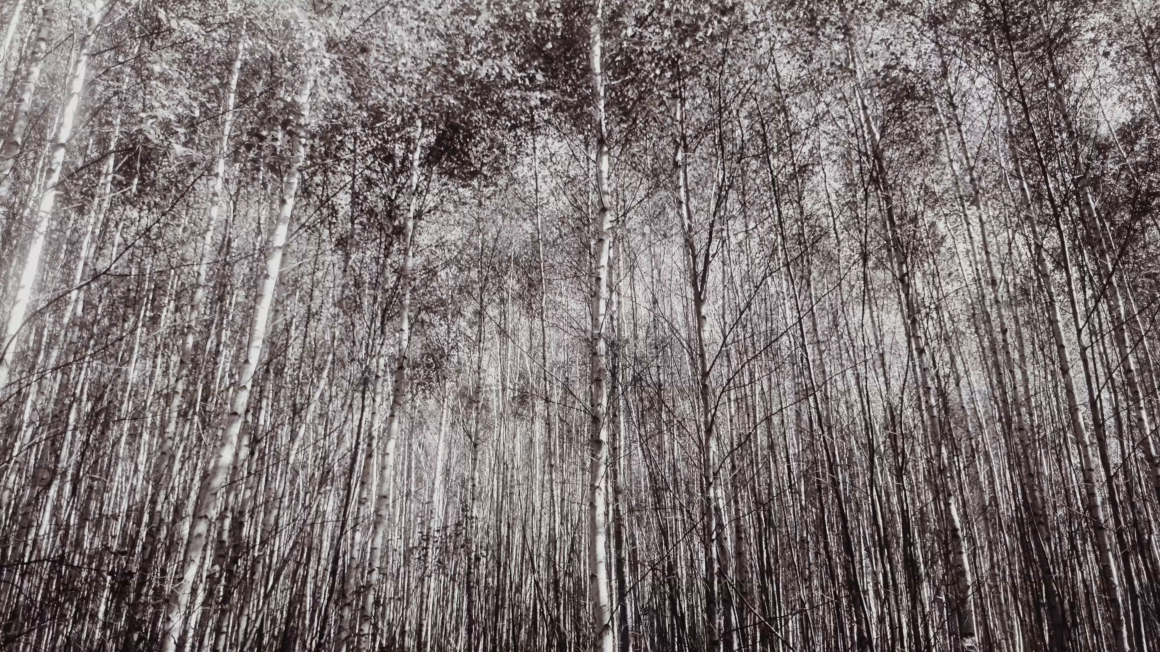 Photos: Birches
