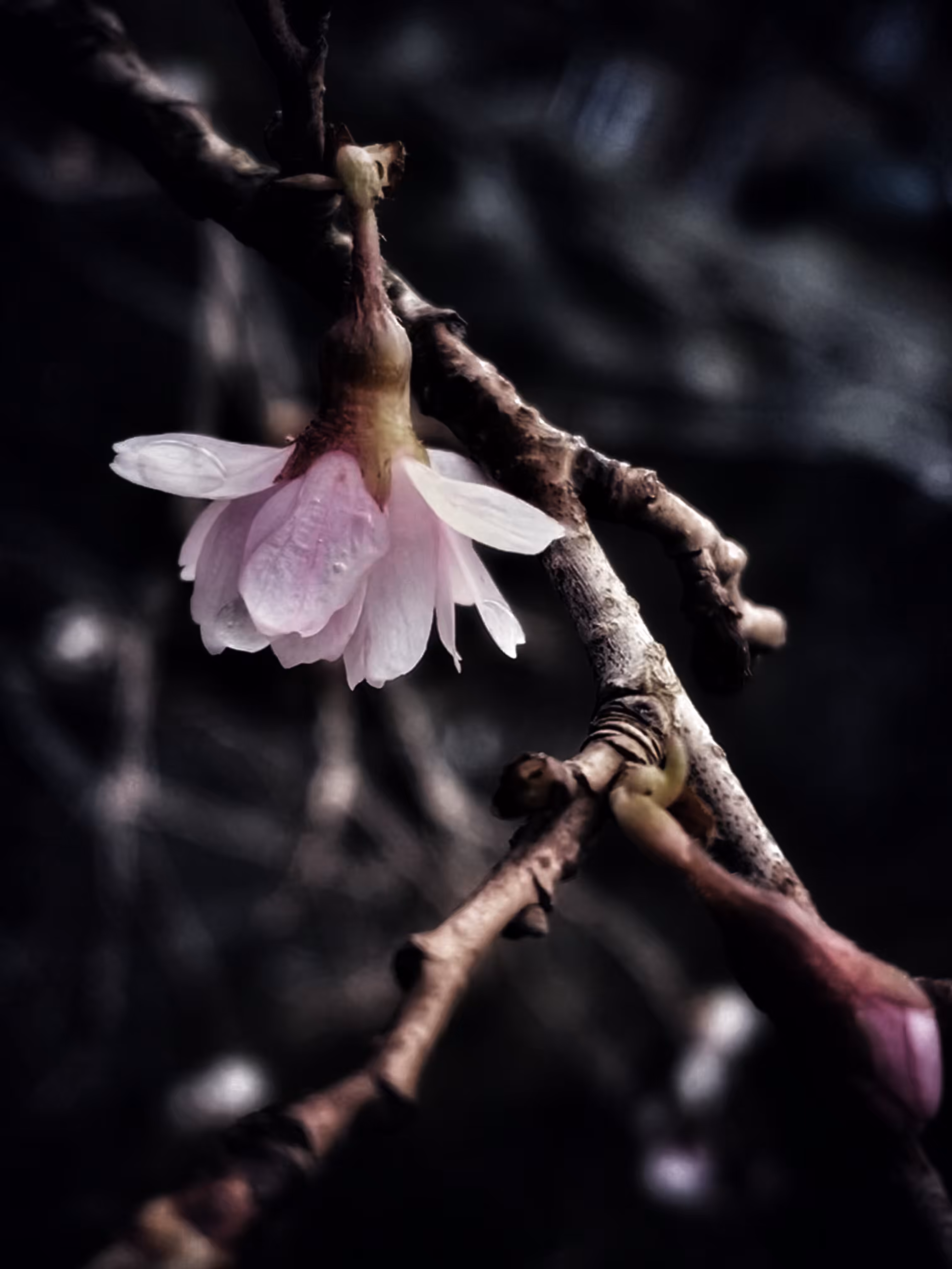 Hope on the Wind 🌸