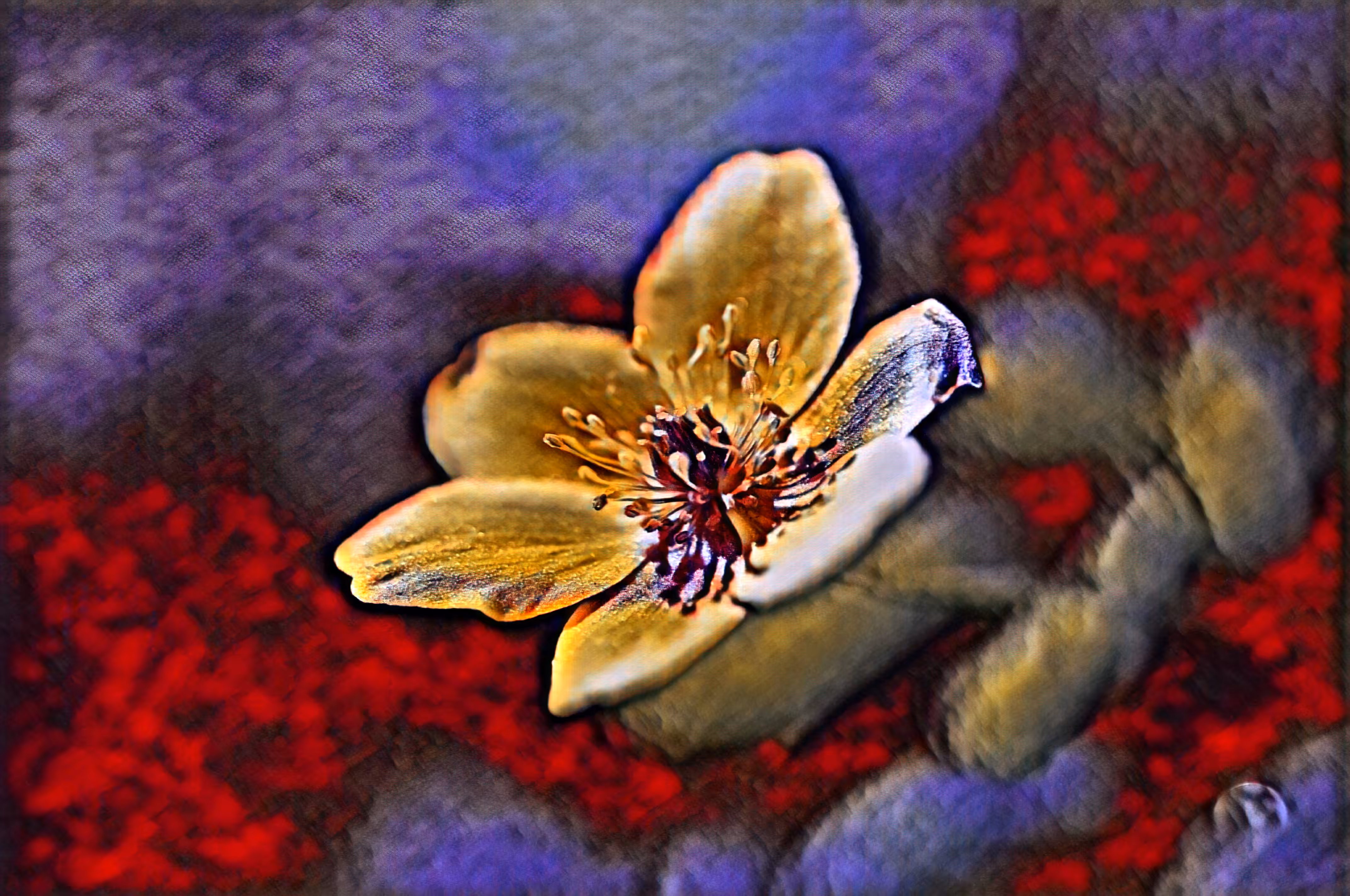 Artsy wood anemone
