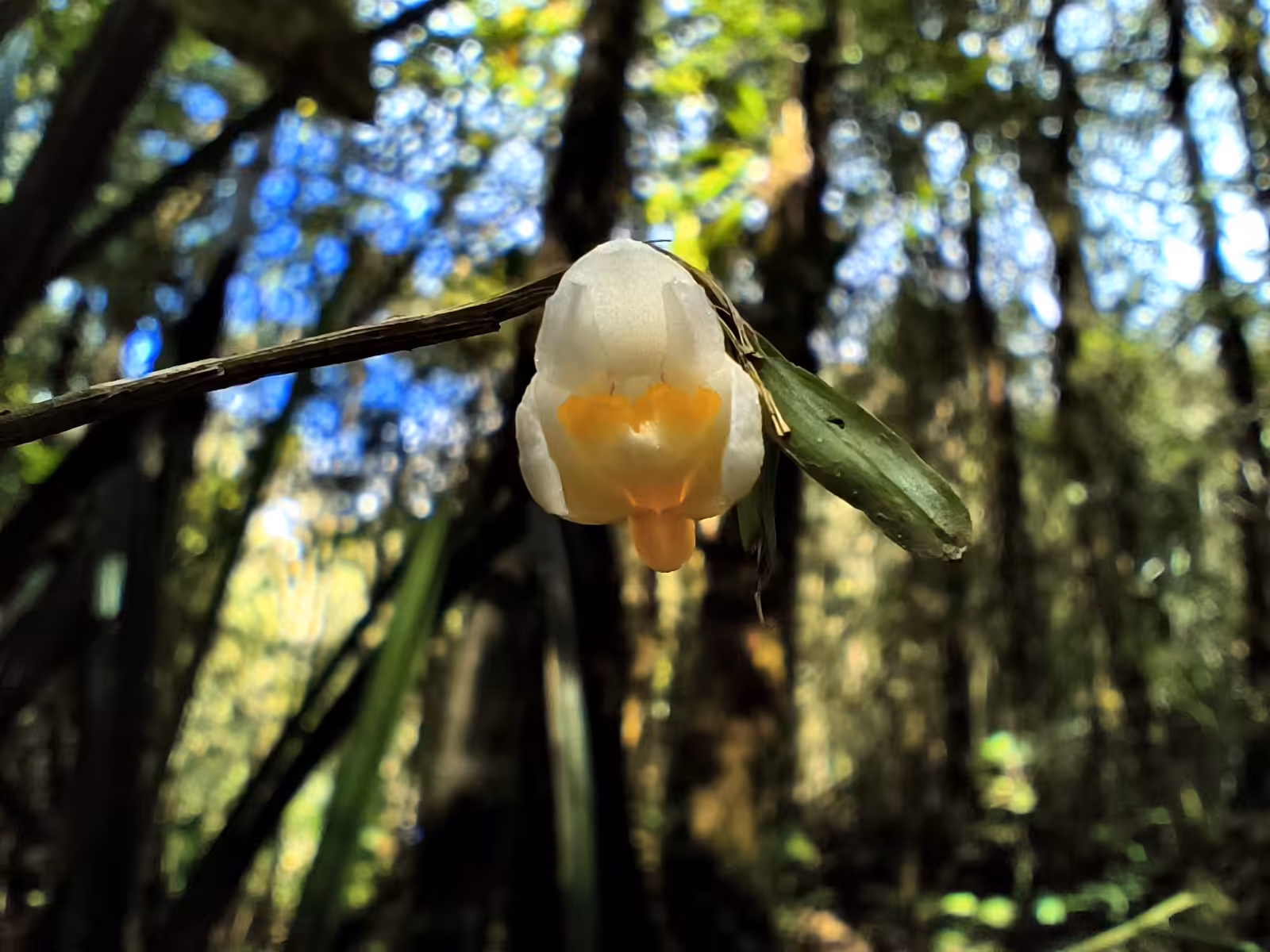 Alone in the Rainforest