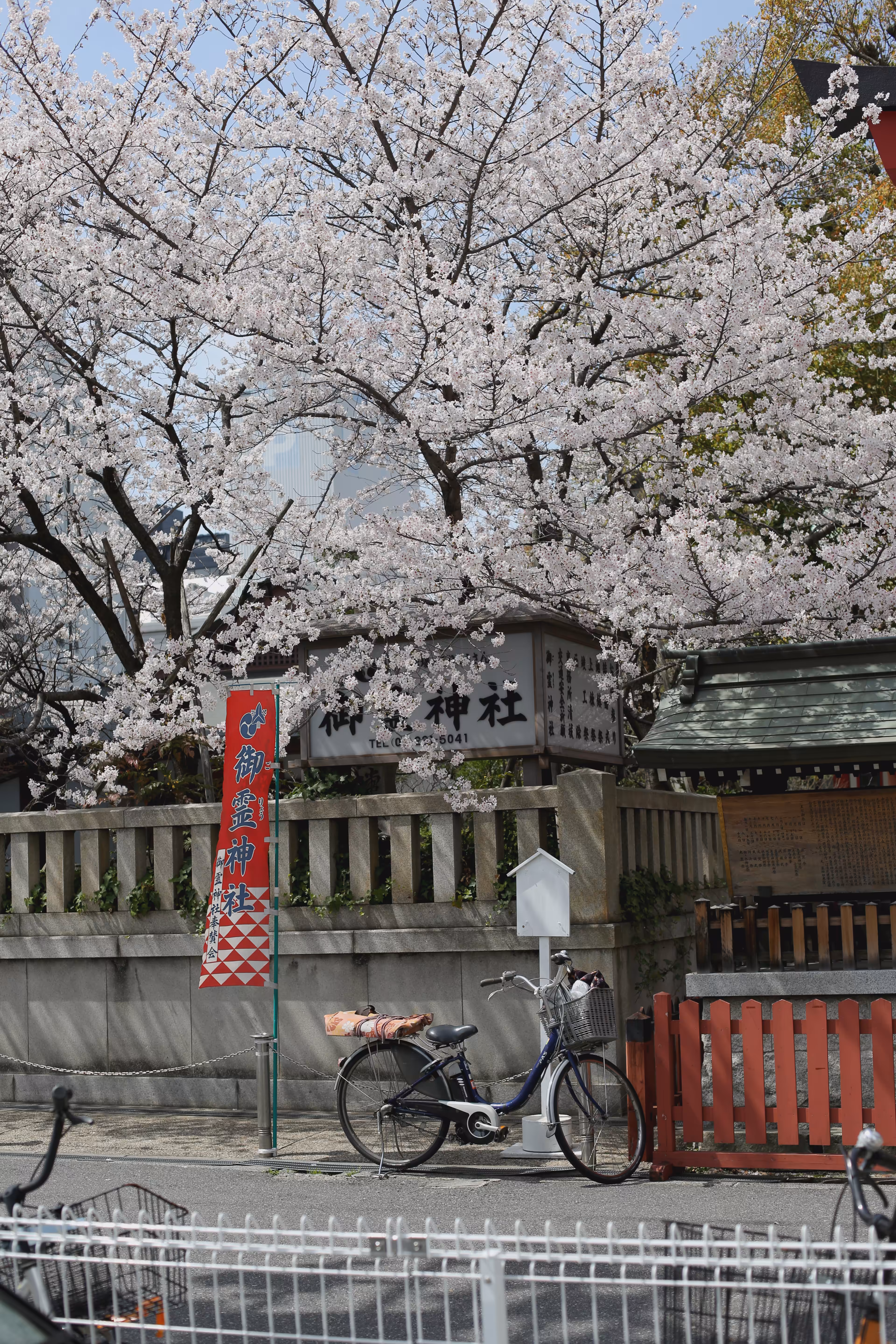 Sakura