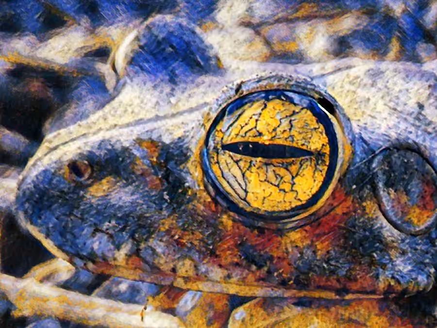 The Eye of the Frog
