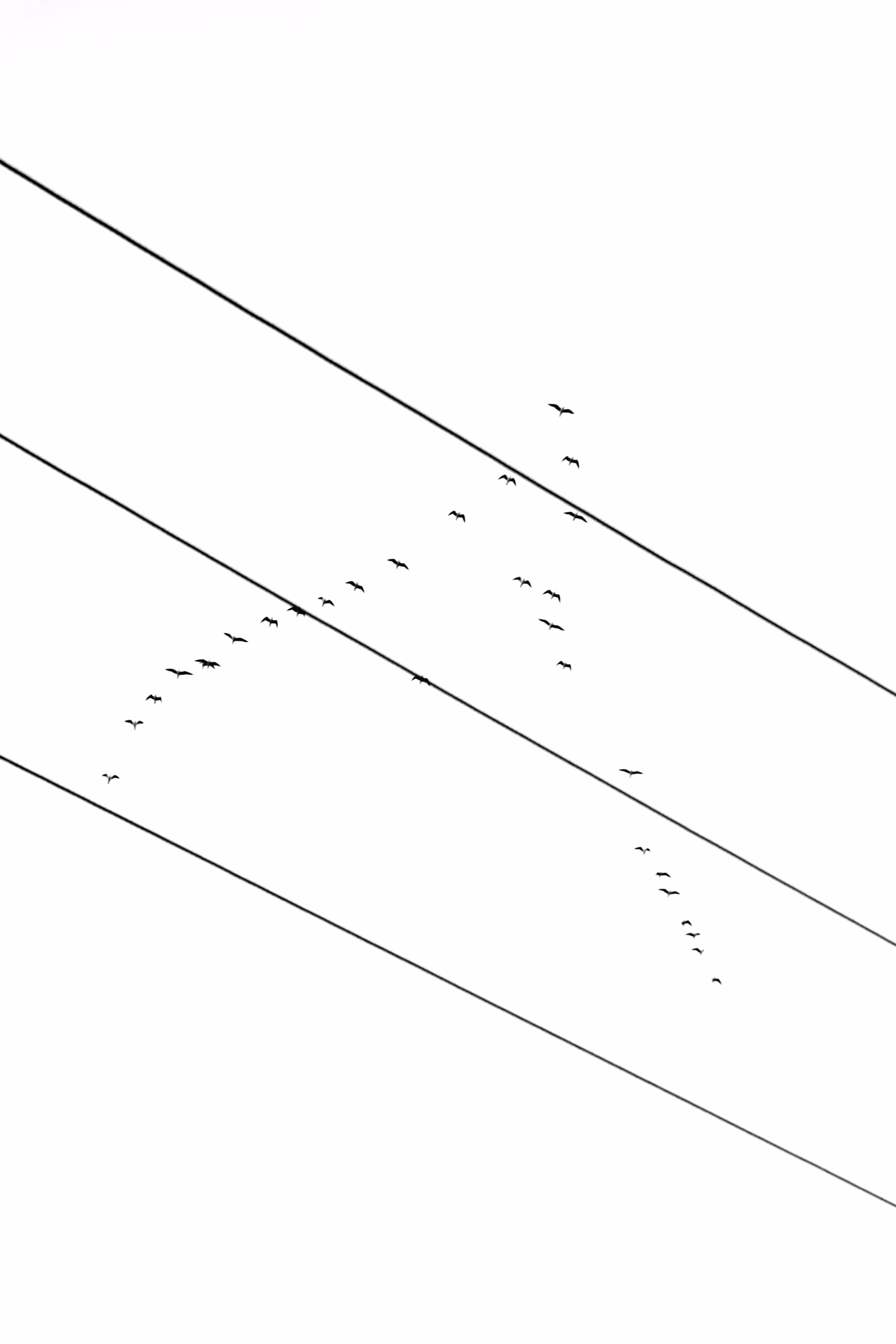 Symphony of Birds