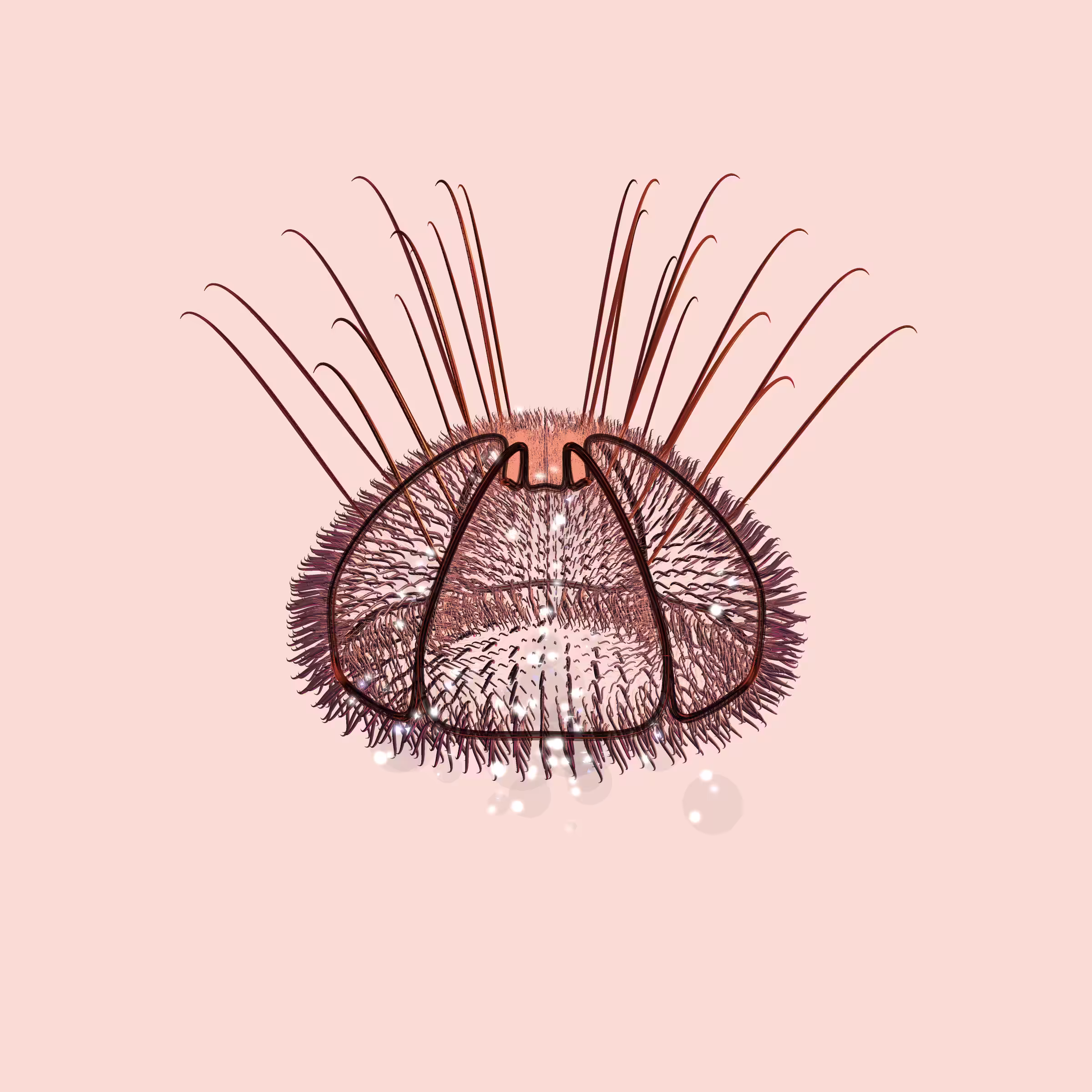 Lycorises #37