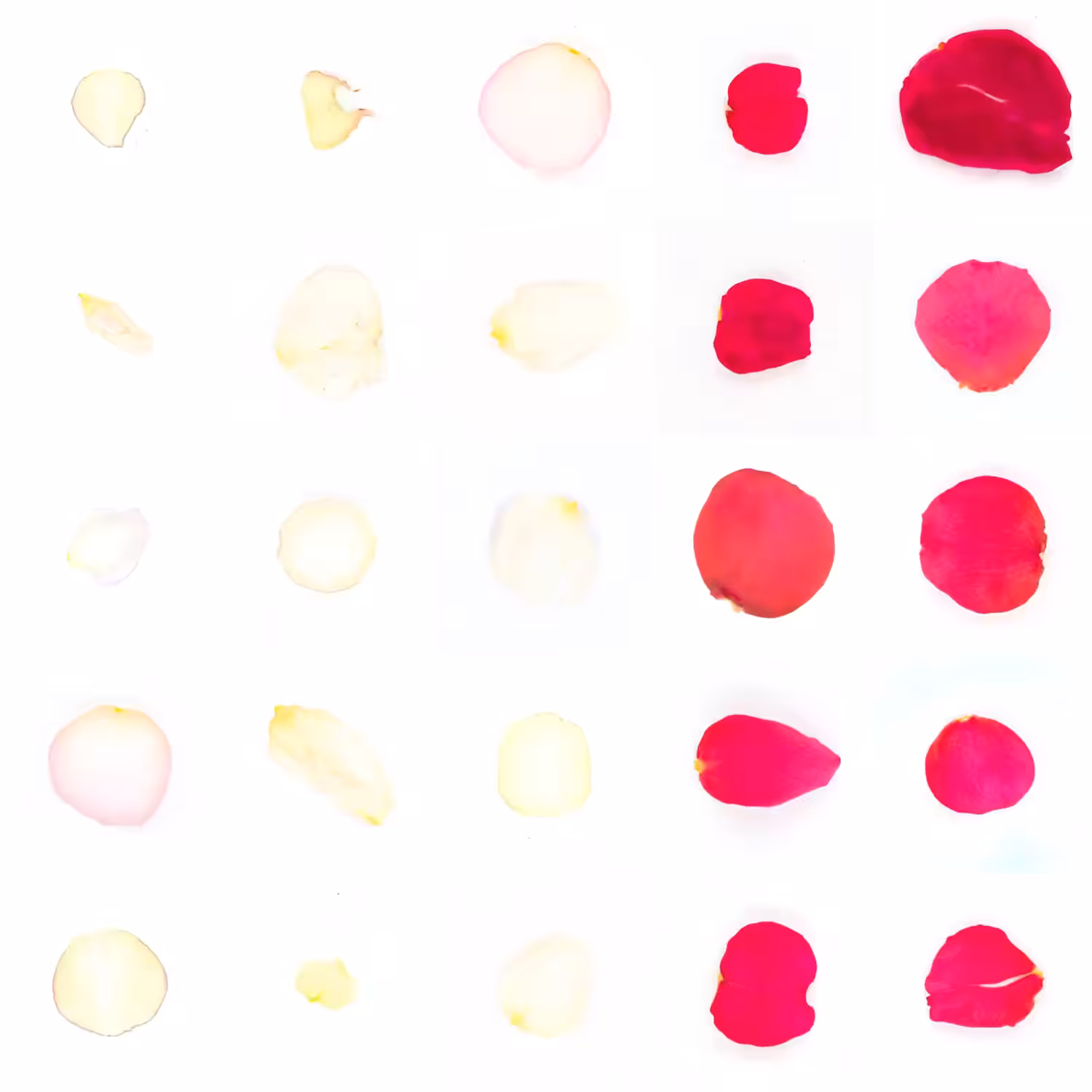 Infinite Petals 5x5#20965