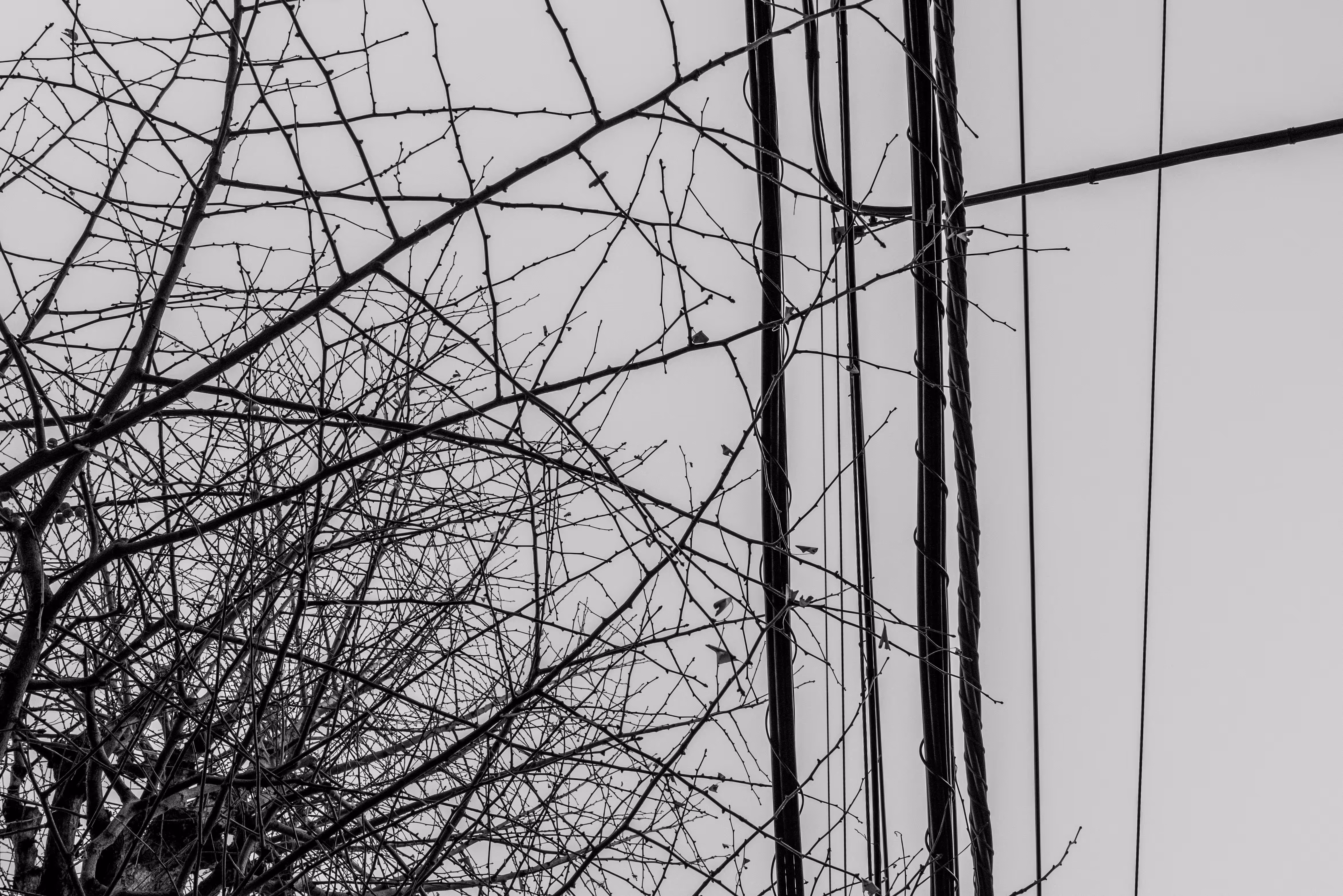 Raw Materials: Trees & Wires 3