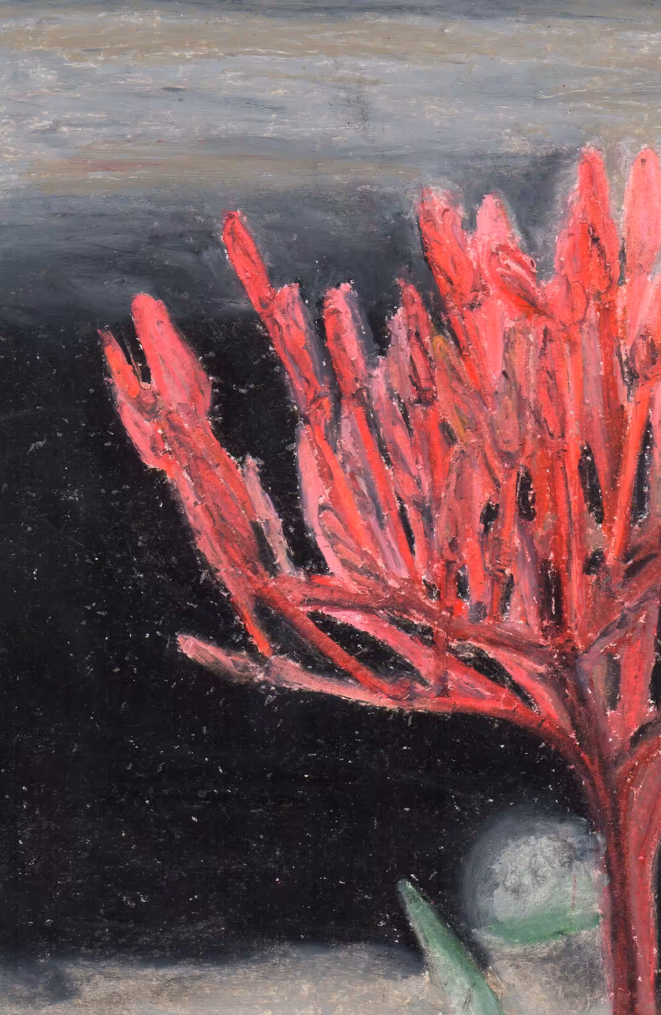 Ixora Coccinea In The Night