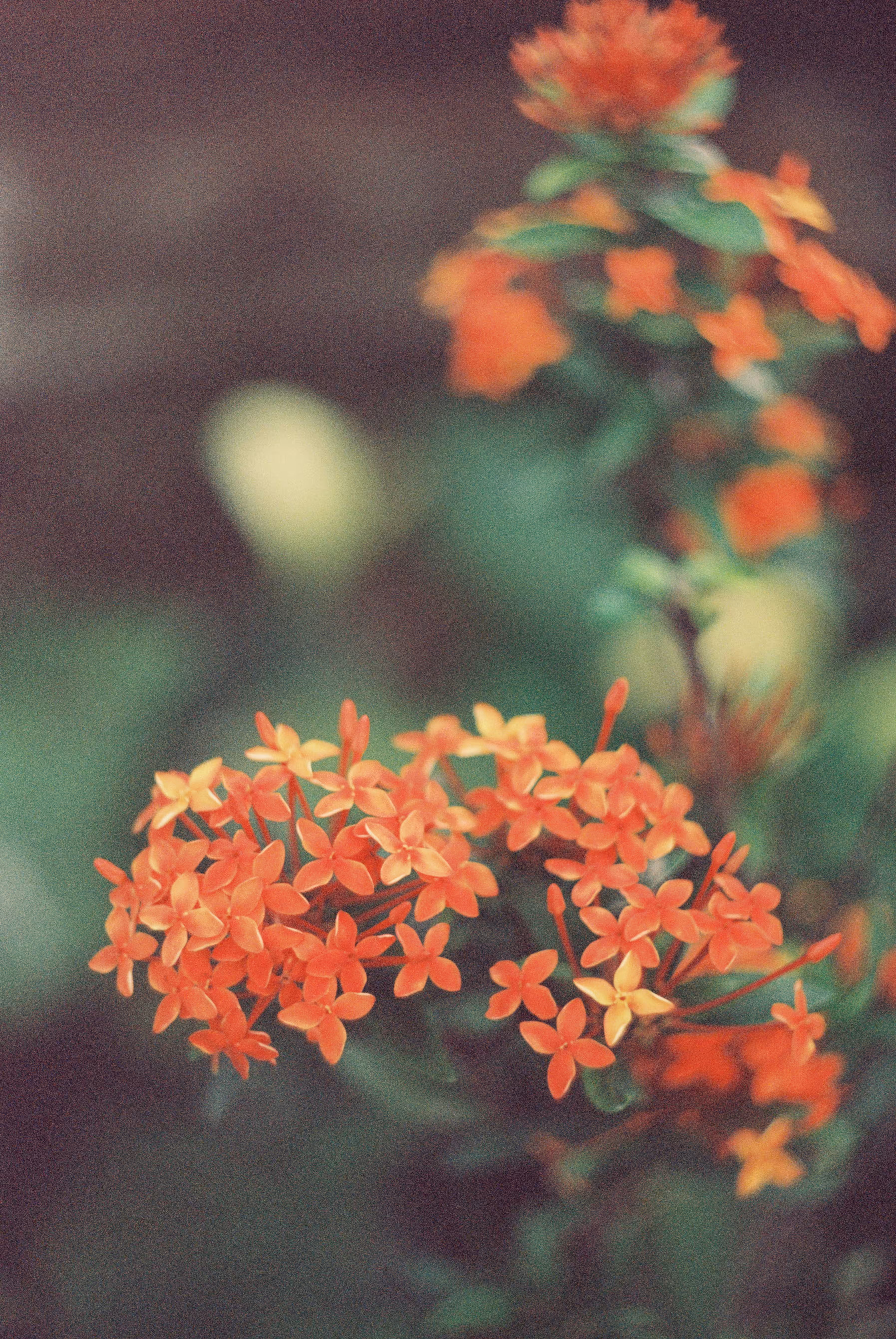 Senses