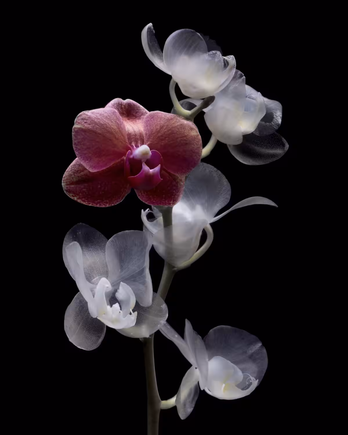Orchid