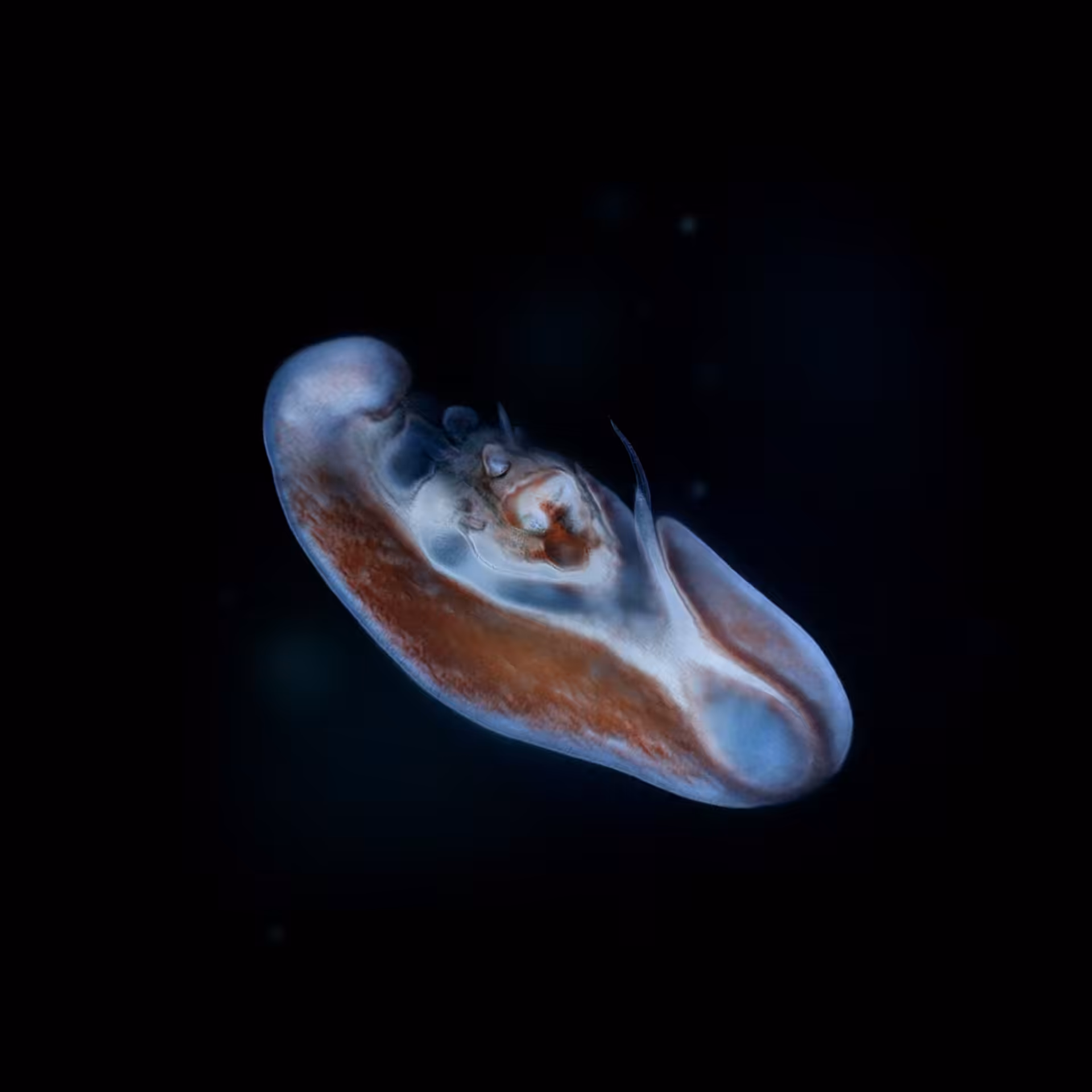Sperma 64
