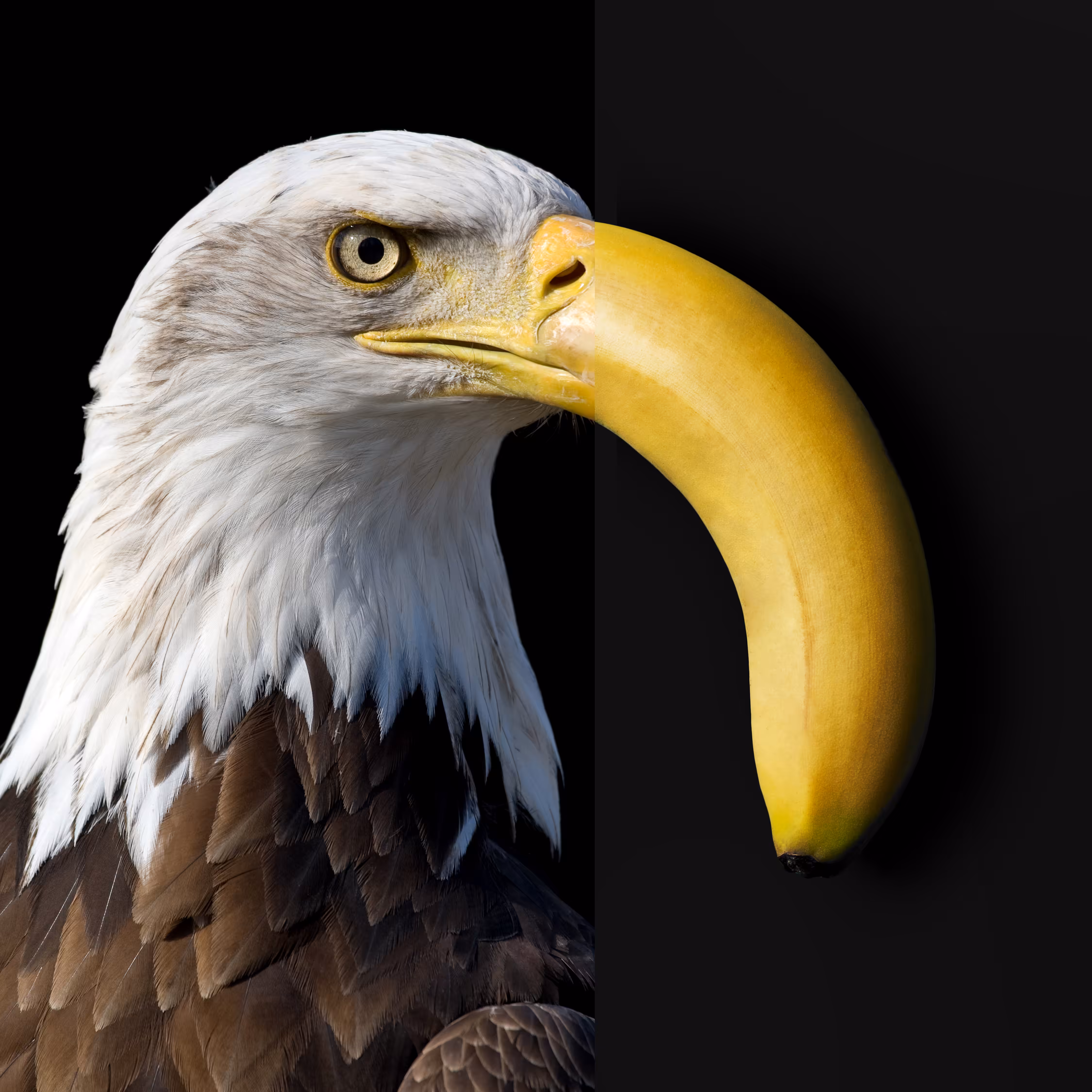 bald eagle + banana