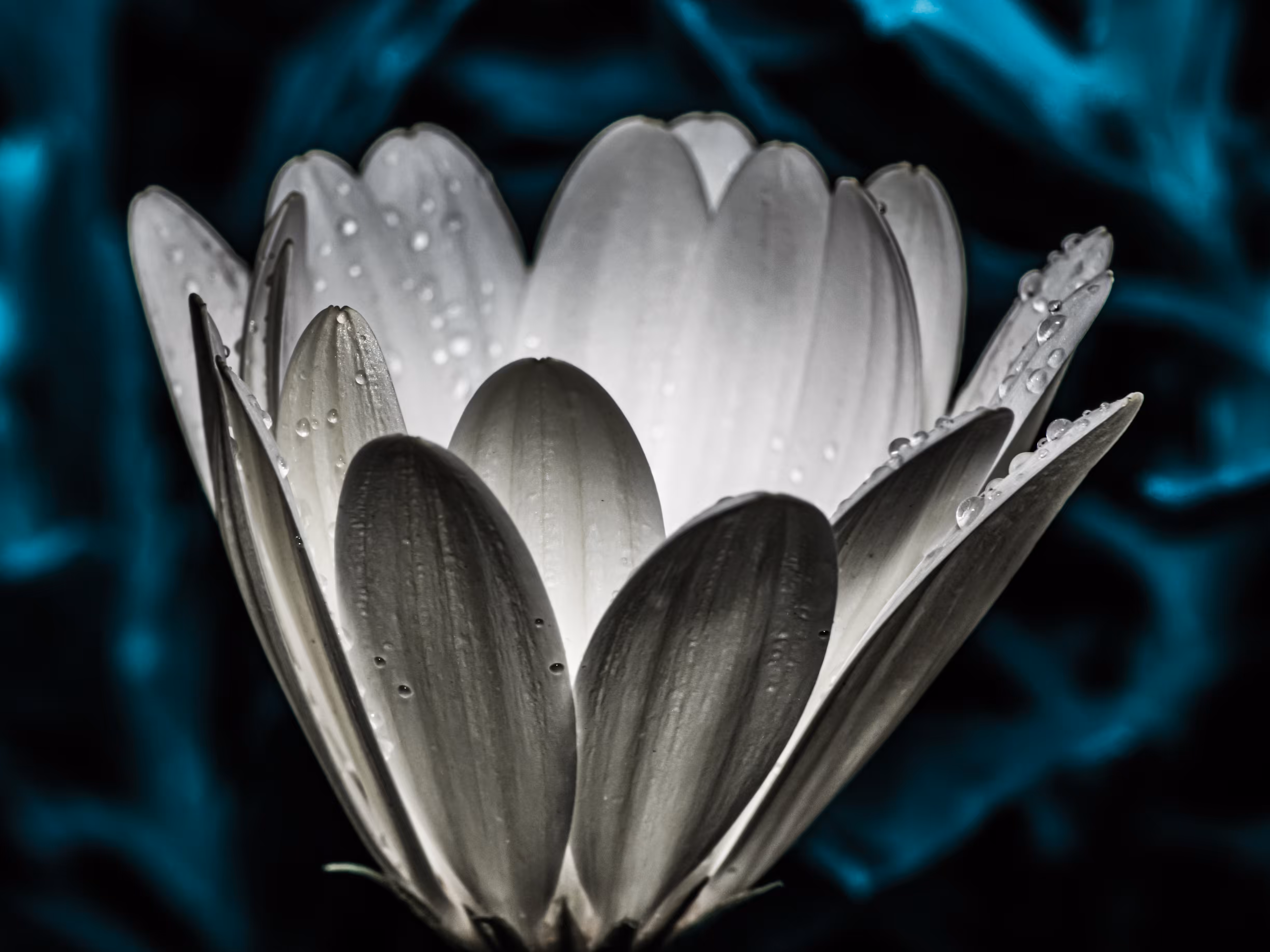Genesis Lily