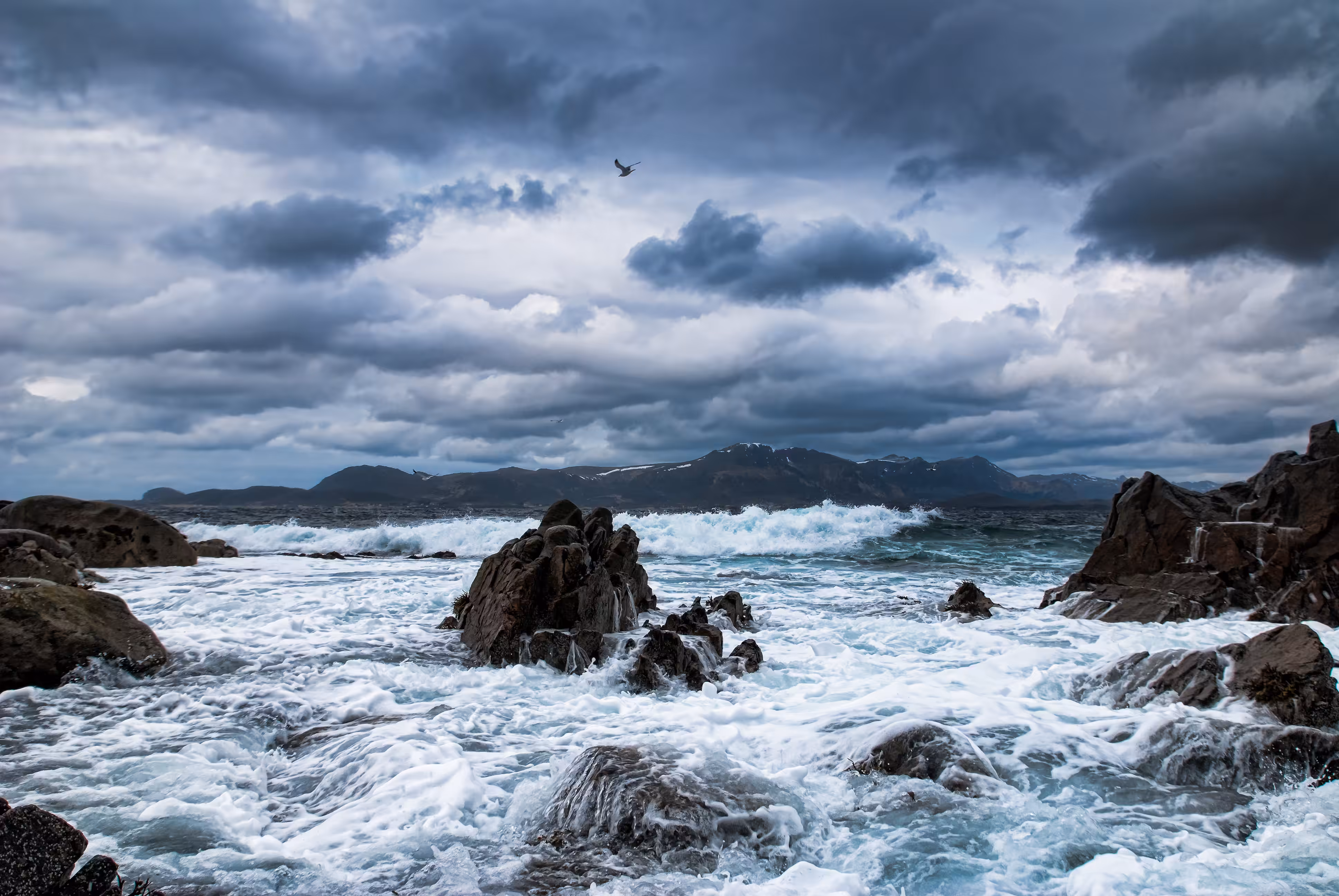 Seagulls in the storm