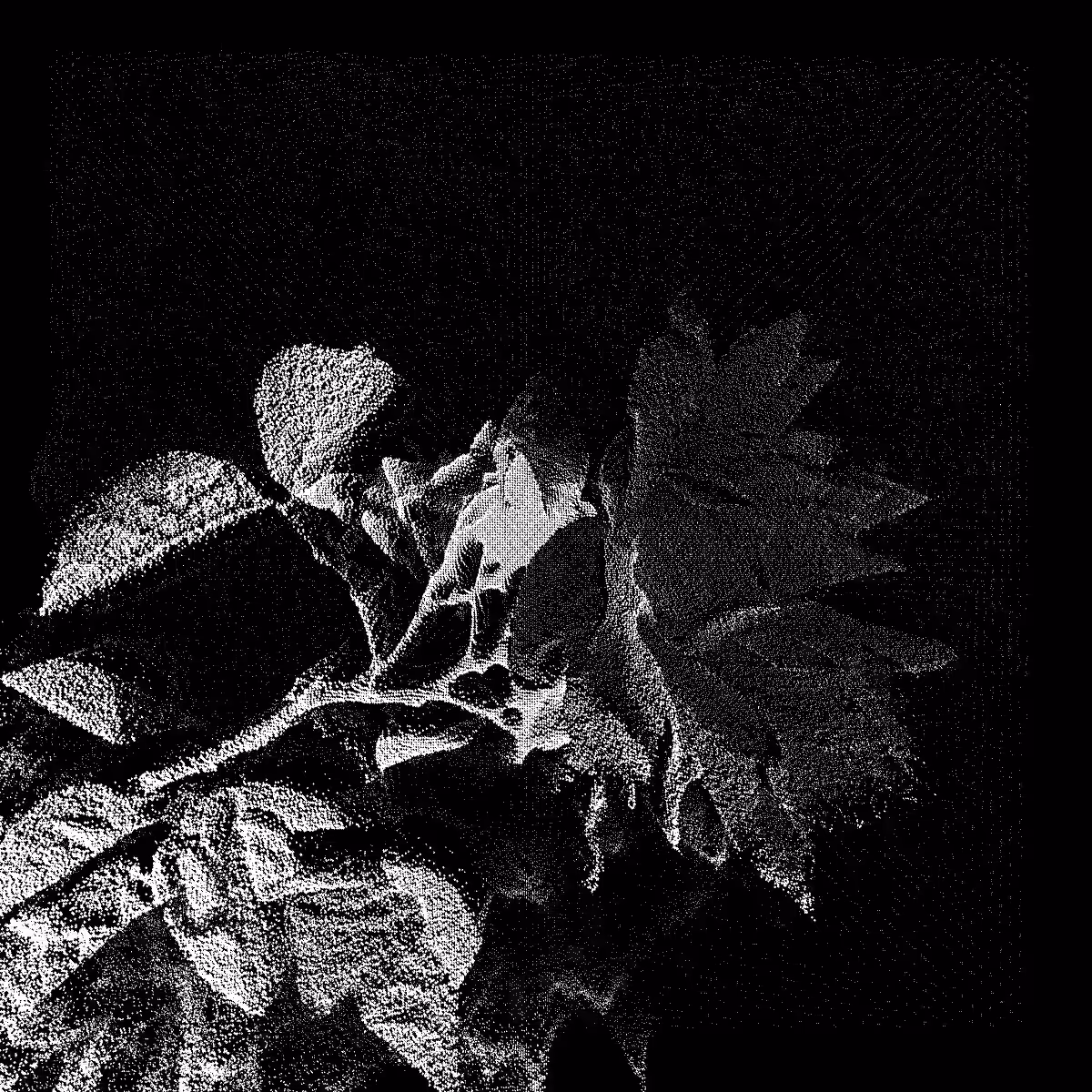 blume