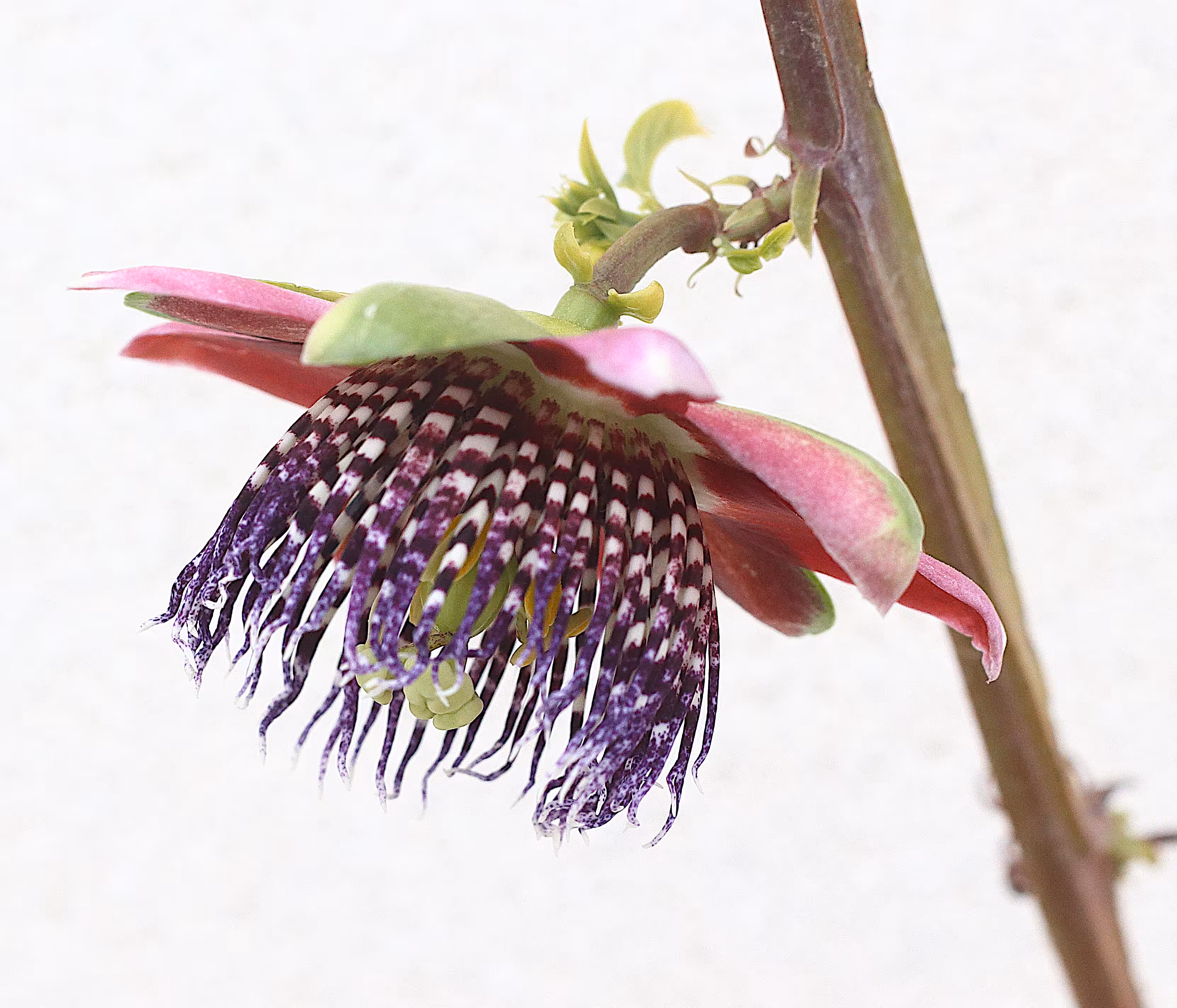 Flower of Passion