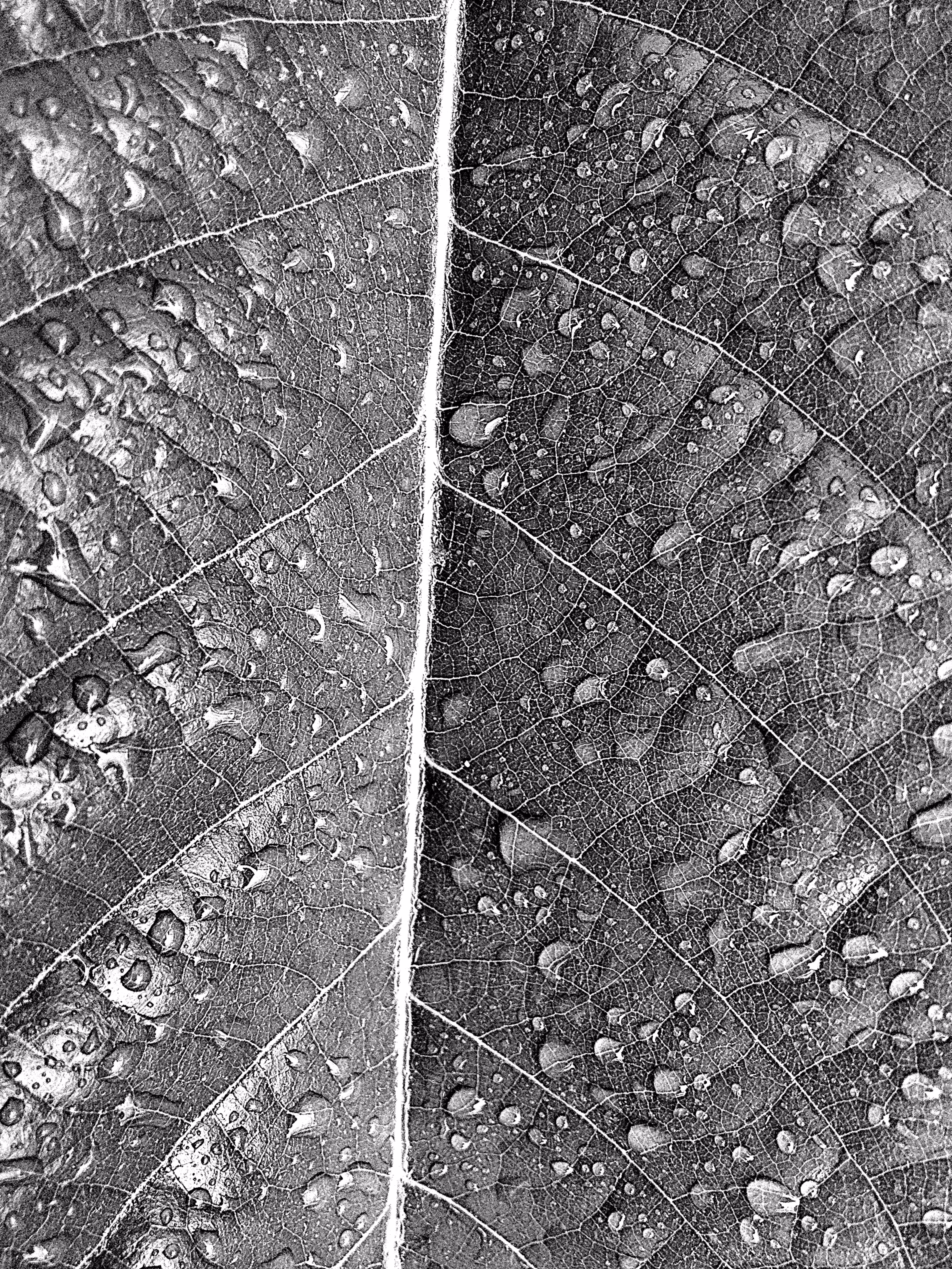 The Fingerprints of a Leaf