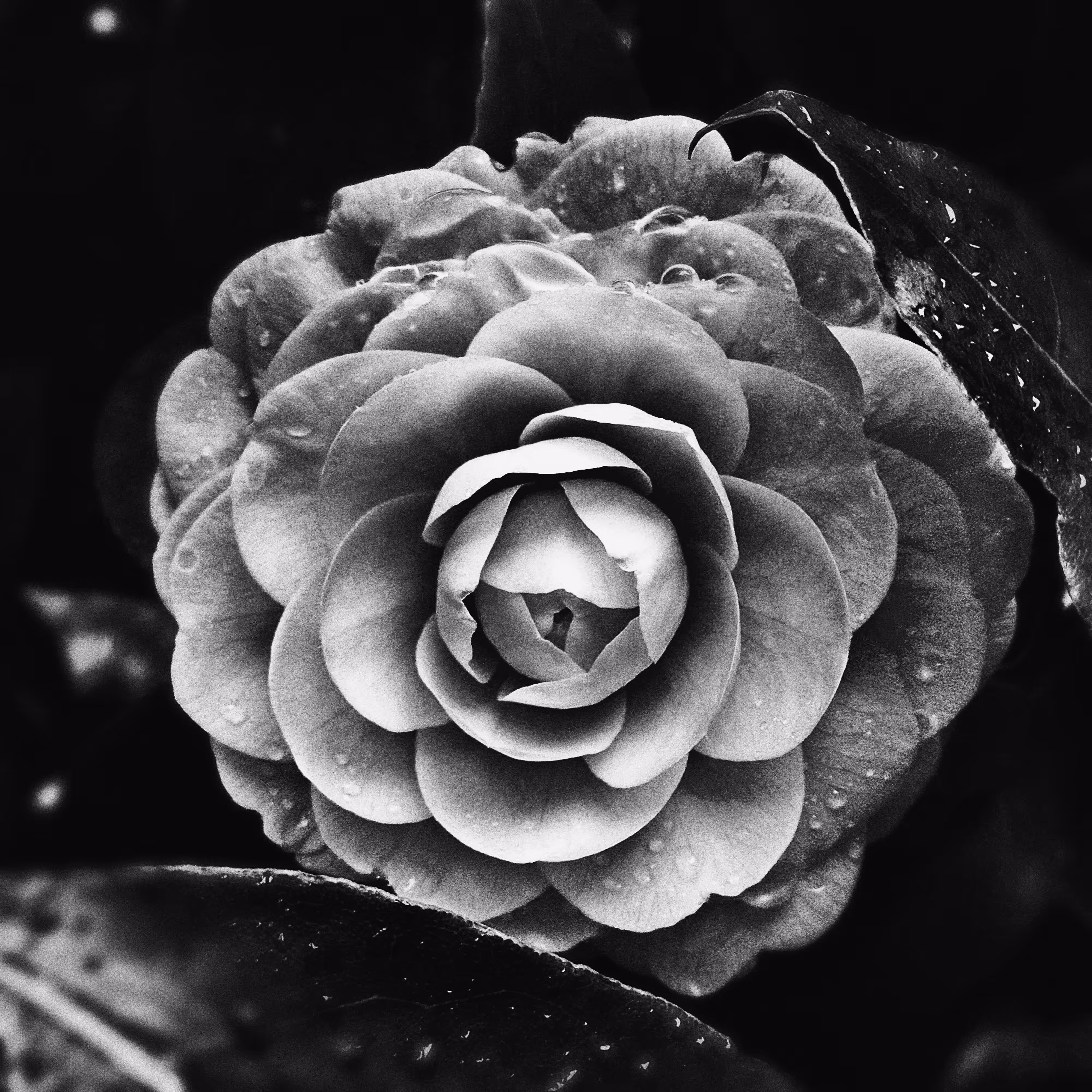 Camellia #100HEN Special Edition