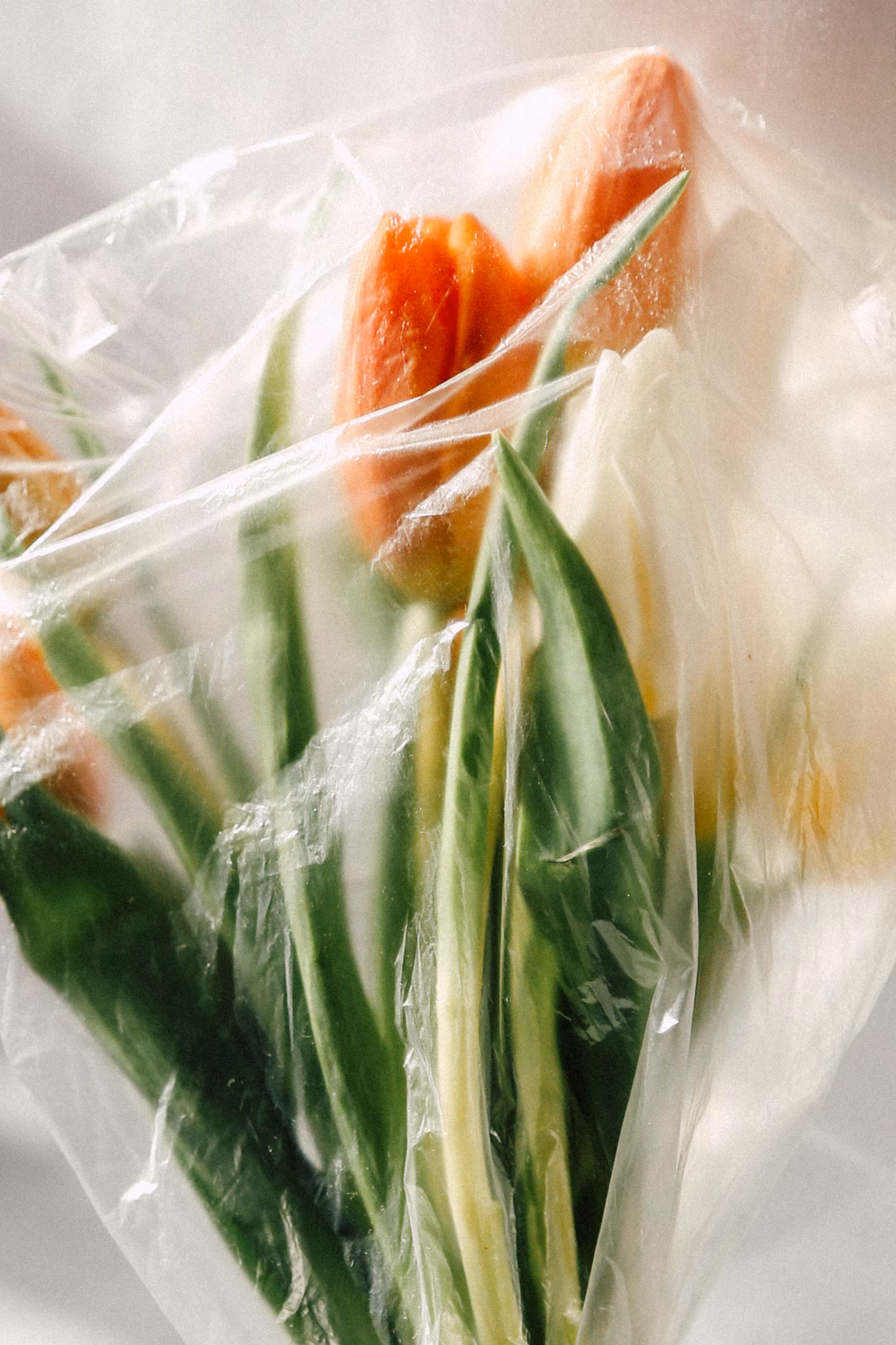 Wrapped Tulips