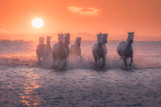 White Angels of Camargue #1