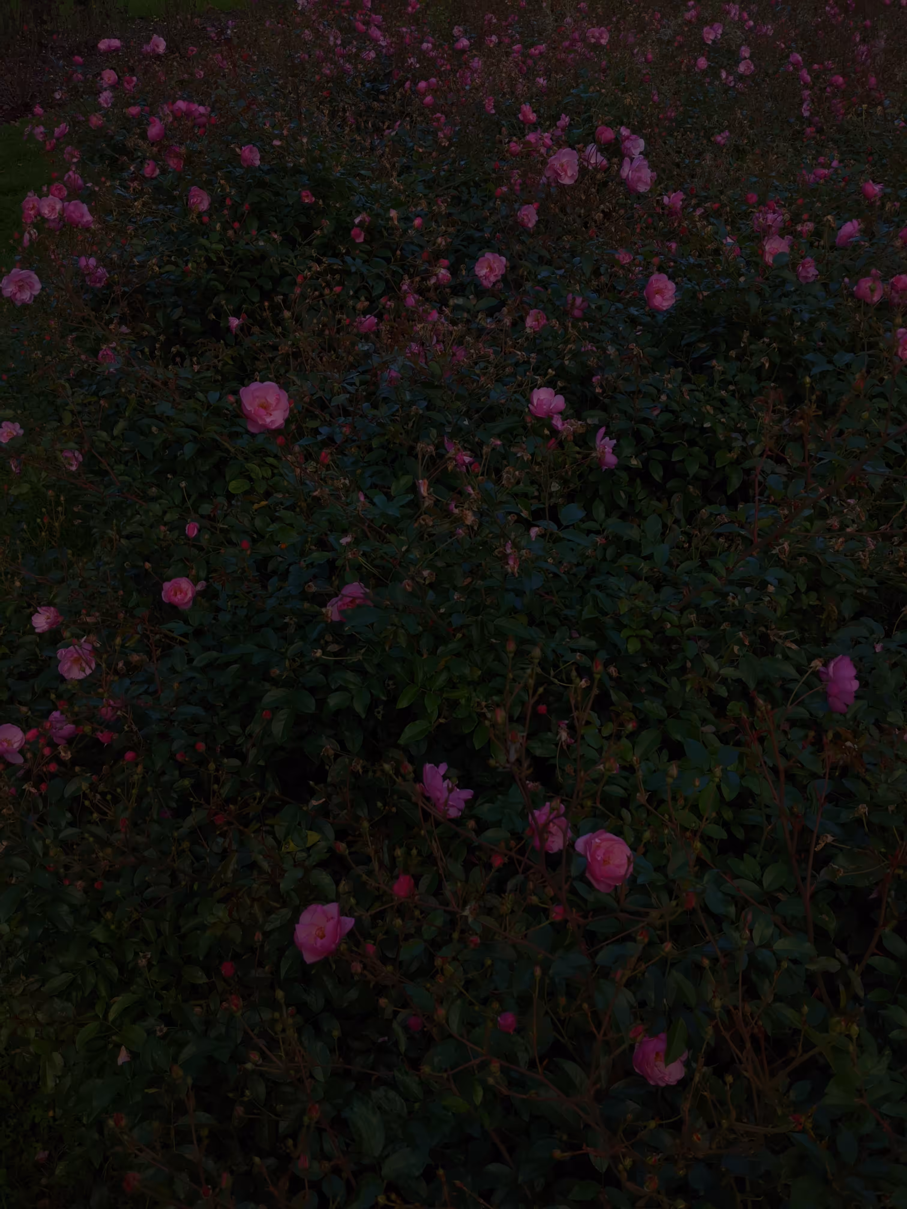 Petite Nuit