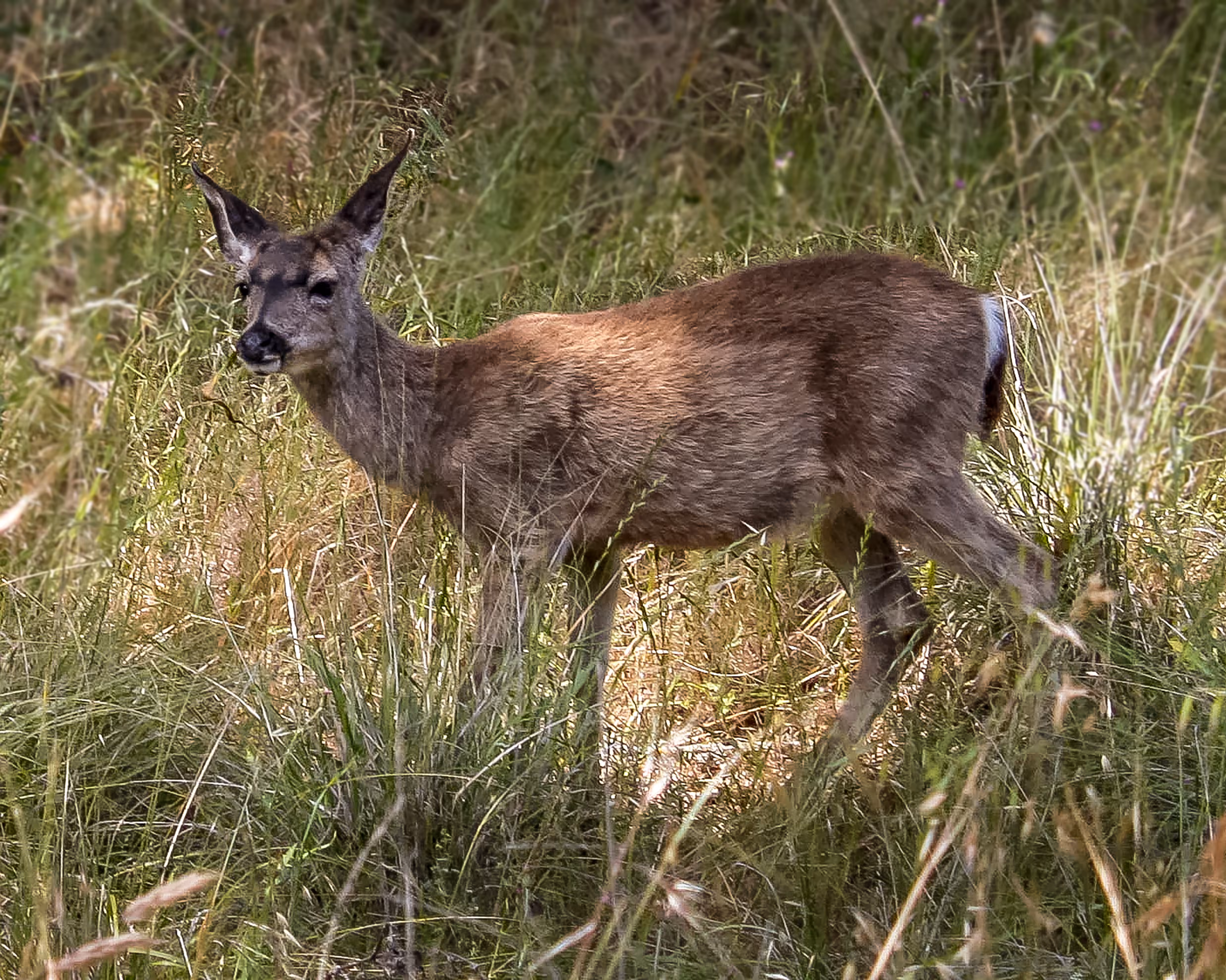 Little White Tailed Deer