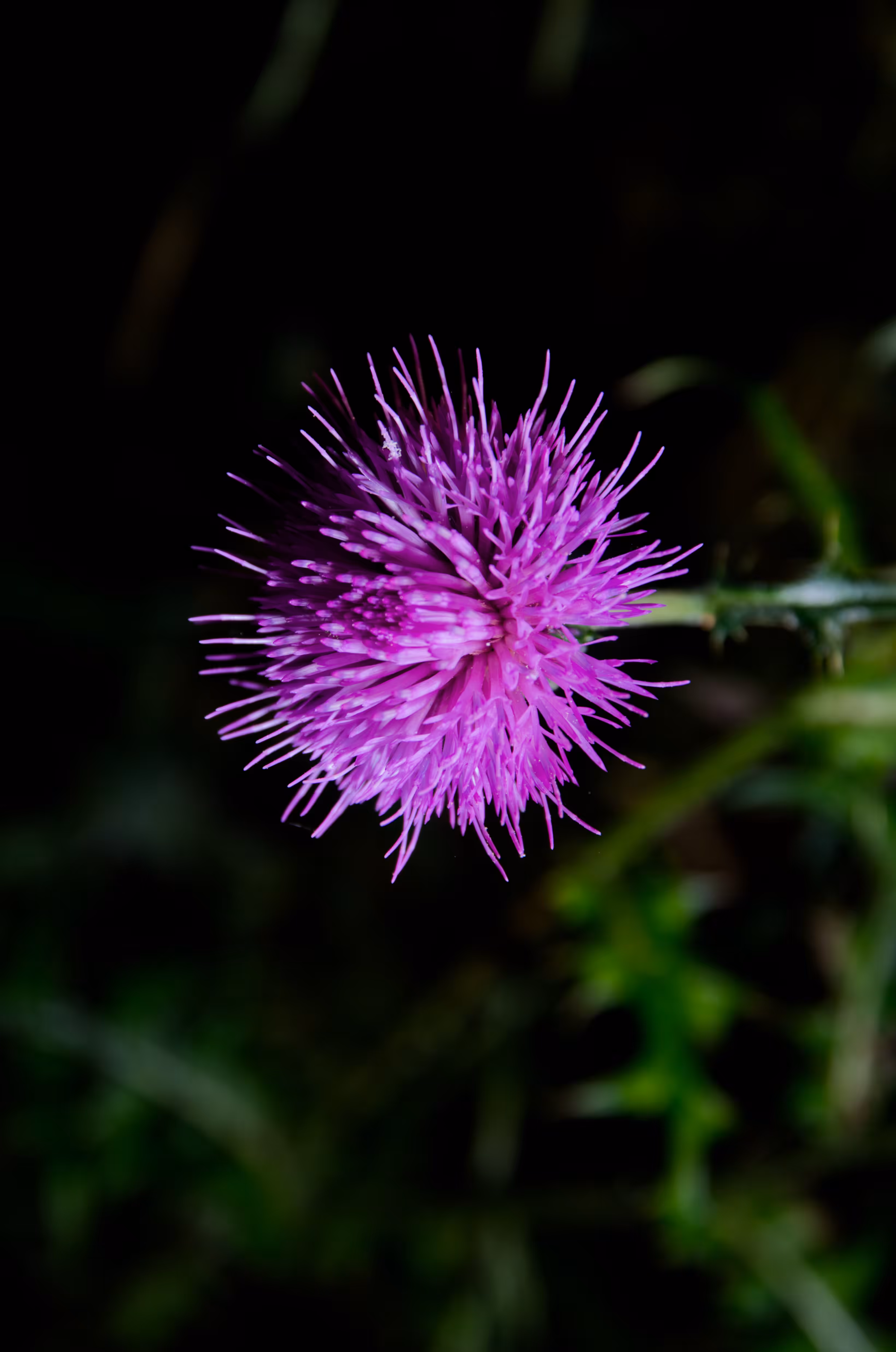 Heaven Series: Light Alchemy D7000 - Color Edition