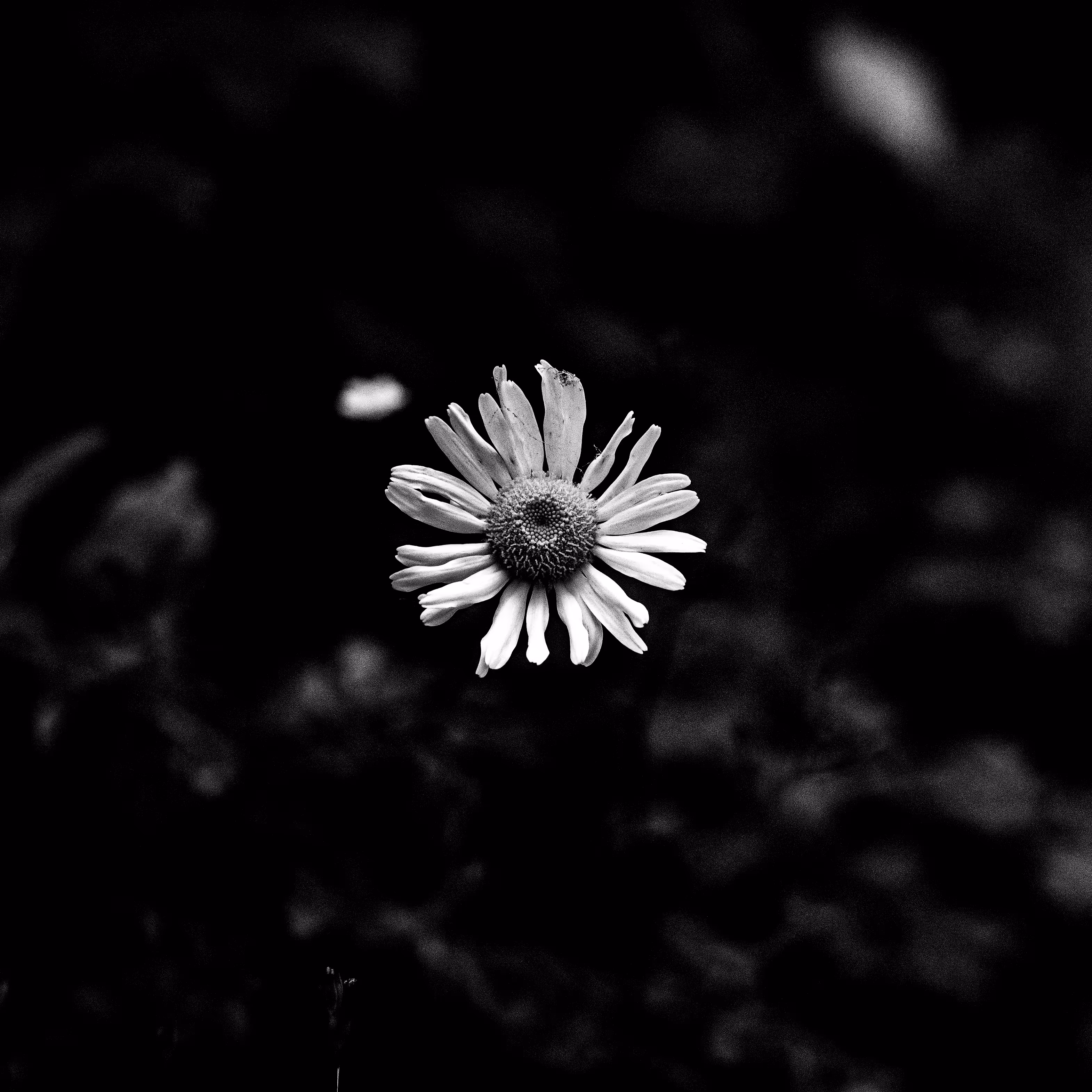 contrast.
