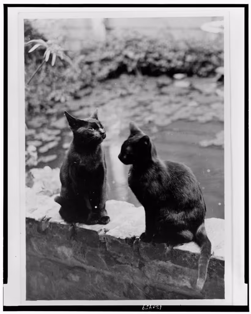 Frances Benjamin Johnston's cats, Herman and Vermin, seated on brick railing of New Orleans house, Louisiana