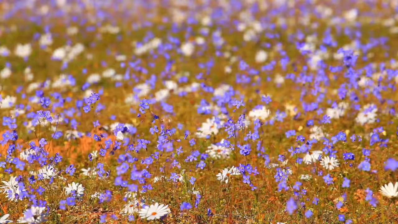 Fields of summer
