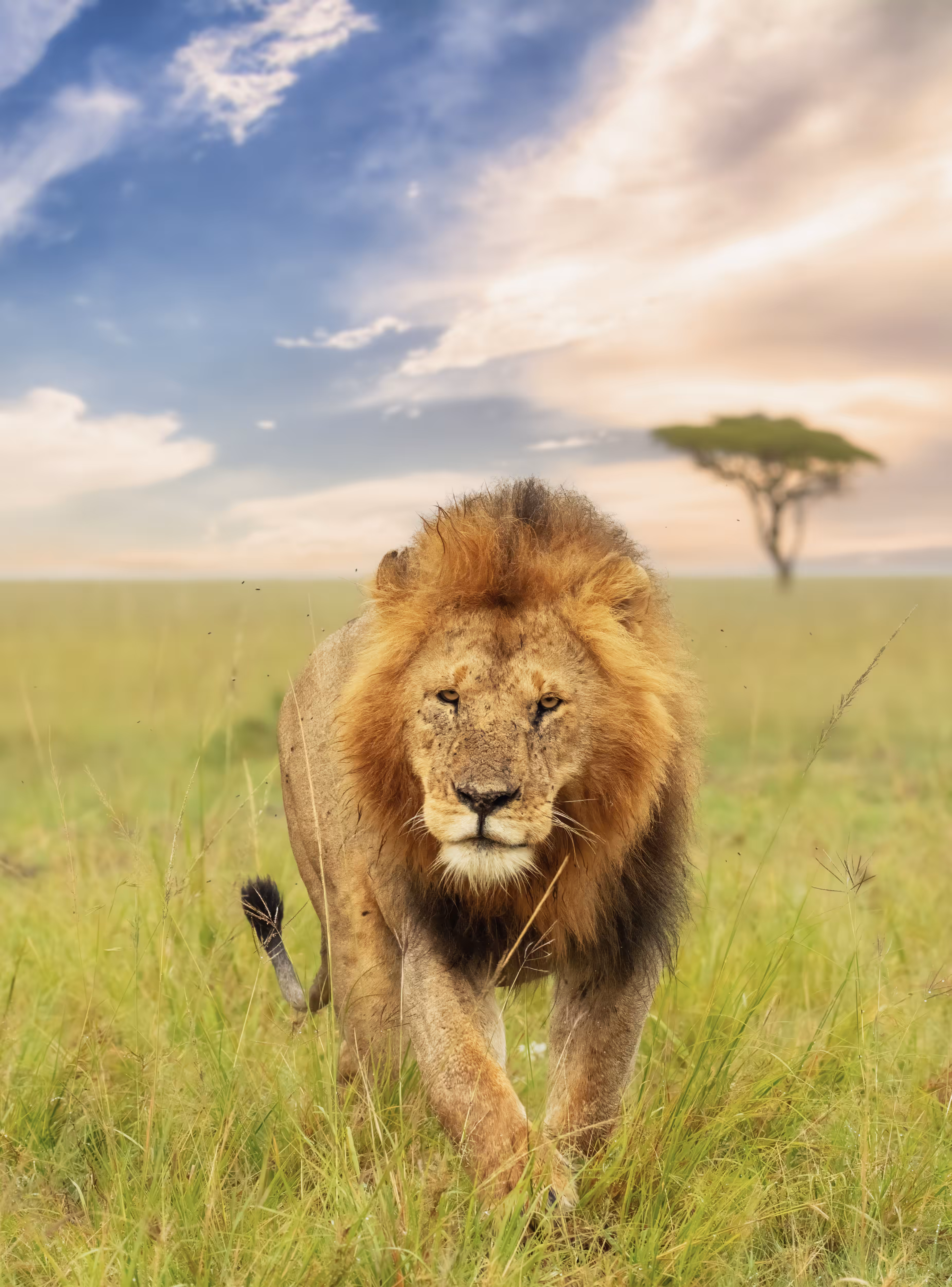 Lion King