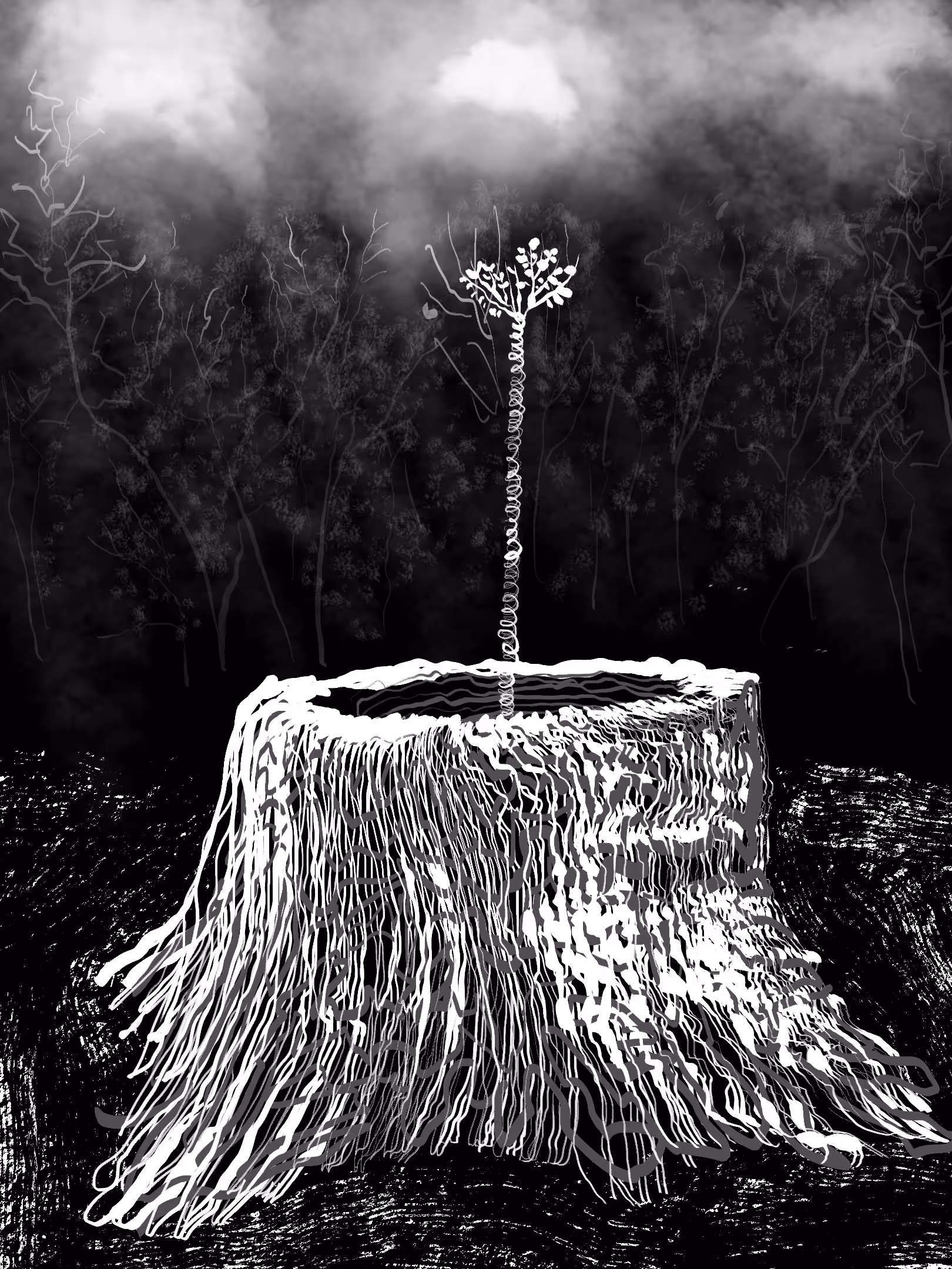 Sapling Growing Out of 1000 Year Old Rotting Stump