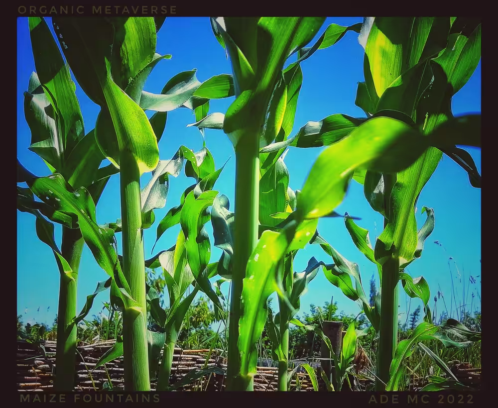 Maize Fountains (7)