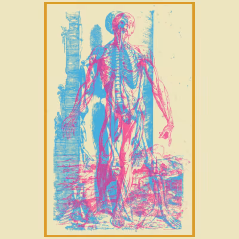 Anatomyk #12