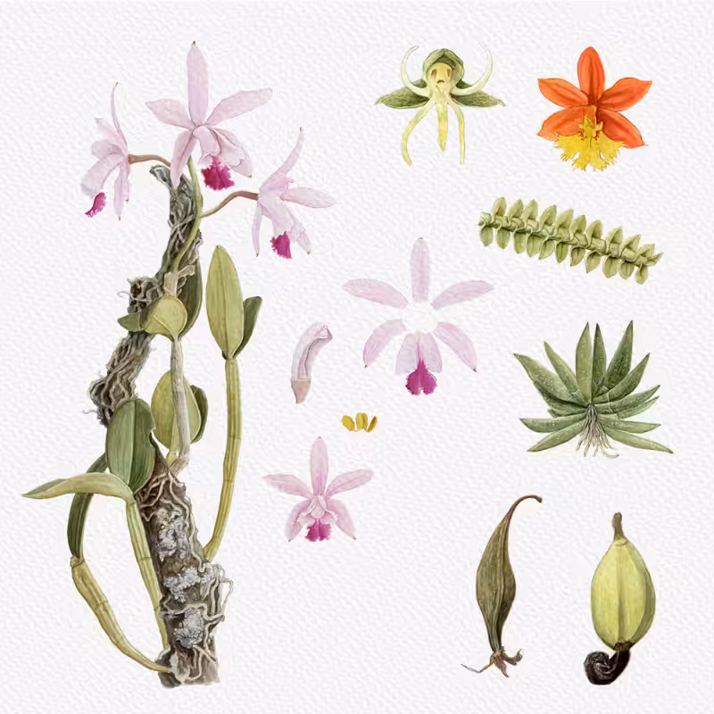 Botanical Illustration - Orchids 1 #72