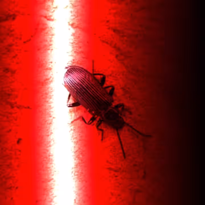 <_Insection_n°3_>