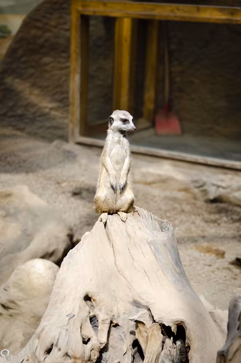 Suricate