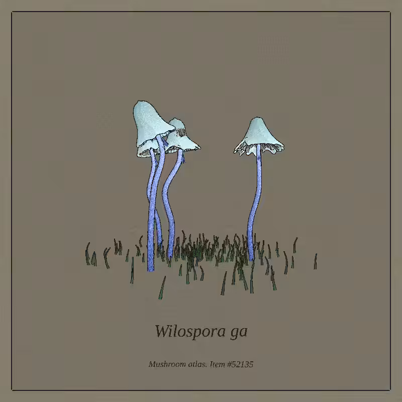 Mushroom Atlas #18